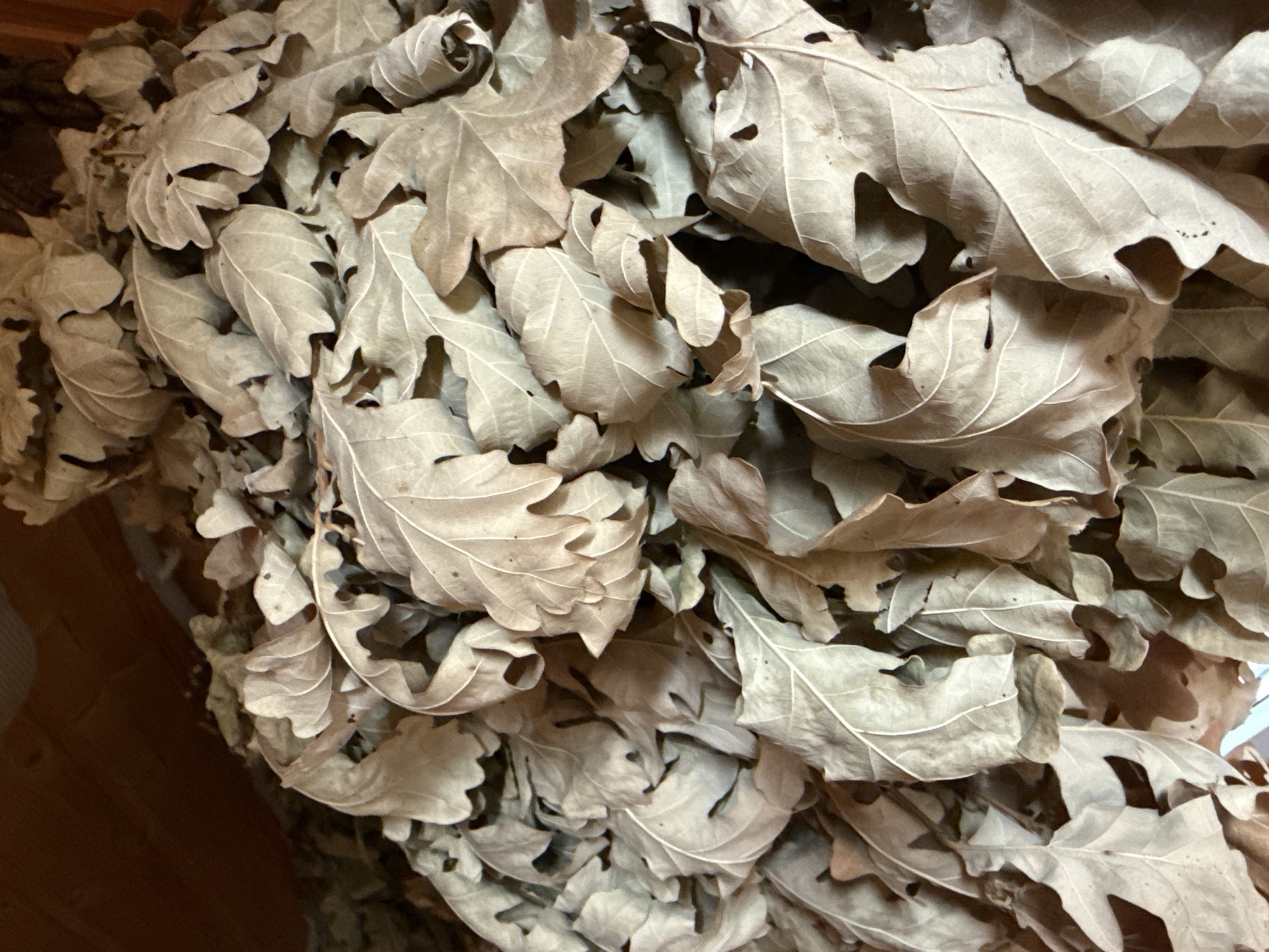 The image displays a close-up, overhead view of a large pile of dried oak leaves. The leaves are a light brown or tan color, with visible veins and lobed edges characteristic of oak leaves. They are dry and brittle, with some curled and folded. The leaves are densely packed, forming an uneven surface. In the upper left corner, a dark brown wooden surface is visible, suggesting the leaves are contained within or resting against a wooden structure, possibly a bin or shed. The lighting is dim, casting shadows among the leaves. There are no people, animals, or other objects identifiable in the image. The scene appears to be an indoor storage area, likely for organic matter. This image is not locatable to a specific place in the city of Kandry, Russia, as it contains no identifying landmarks or contextual information for geographic placement.