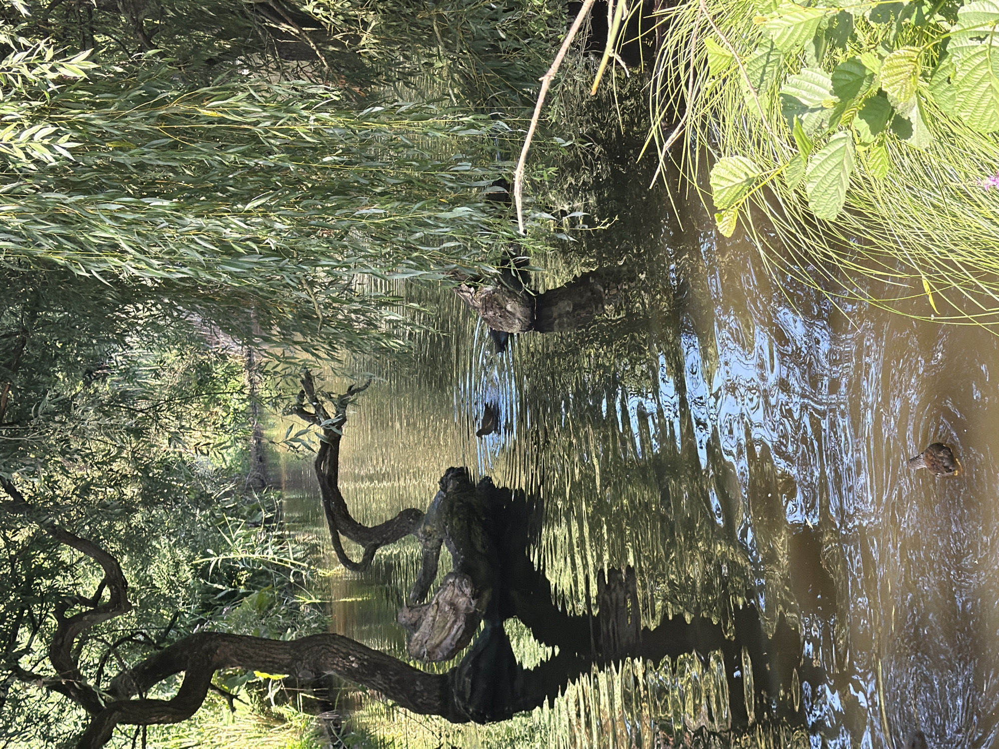 This image depicts a tranquil canal scene in Amsterdam, Netherlands. The water, reflecting the surrounding greenery, is calm with gentle ripples. A gnarled tree with thick branches, likely a willow, dominates the left side of the frame, its trunk partially submerged. To the right, a weeping willow drapes its long, slender branches towards the water. A large, weathered log is partially submerged in the canal, serving as a perch for a small, dark-colored bird, possibly a duck, to the right of the log. Another duck is visible in the water to the left of the log, creating ripples as it moves. In the foreground, lush green grass and foliage line the canal's edge. The overall impression is one of natural serenity within an urban environment.