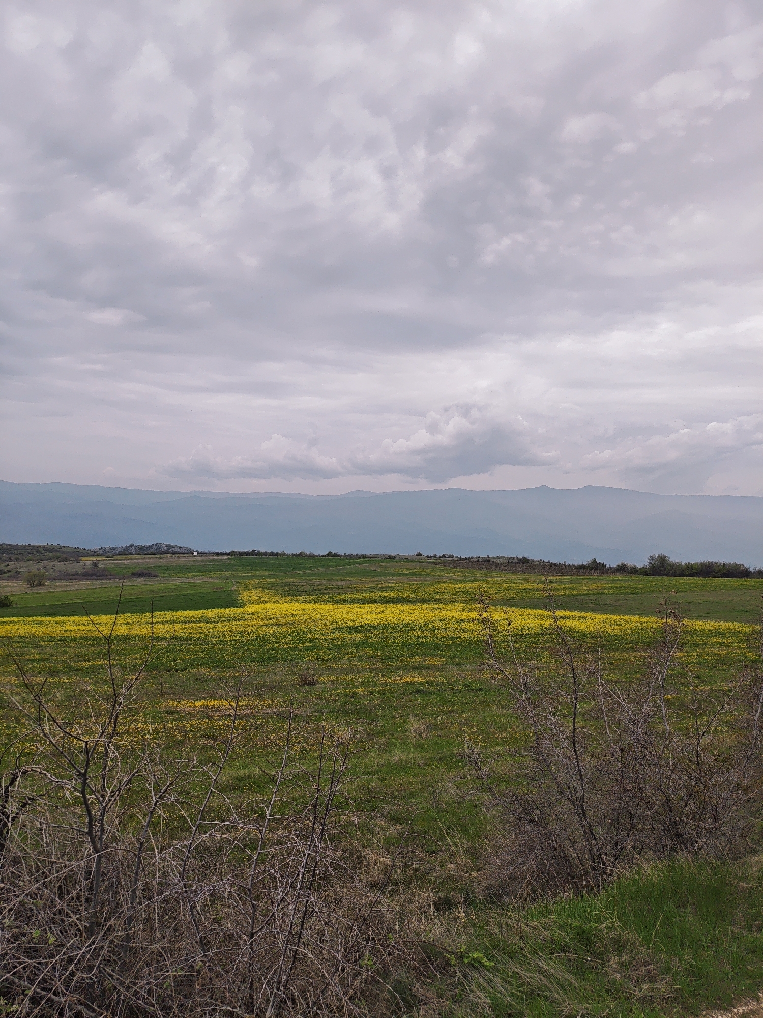 The image depicts a rural landscape under a cloudy sky. In the foreground, there are dry, leafless bushes with some green grass. Beyond the bushes is a field with both green grass and yellow flowers. In the distance, there is a line of hills or mountains. The location is Unknown, Unknown. No people are visible.
