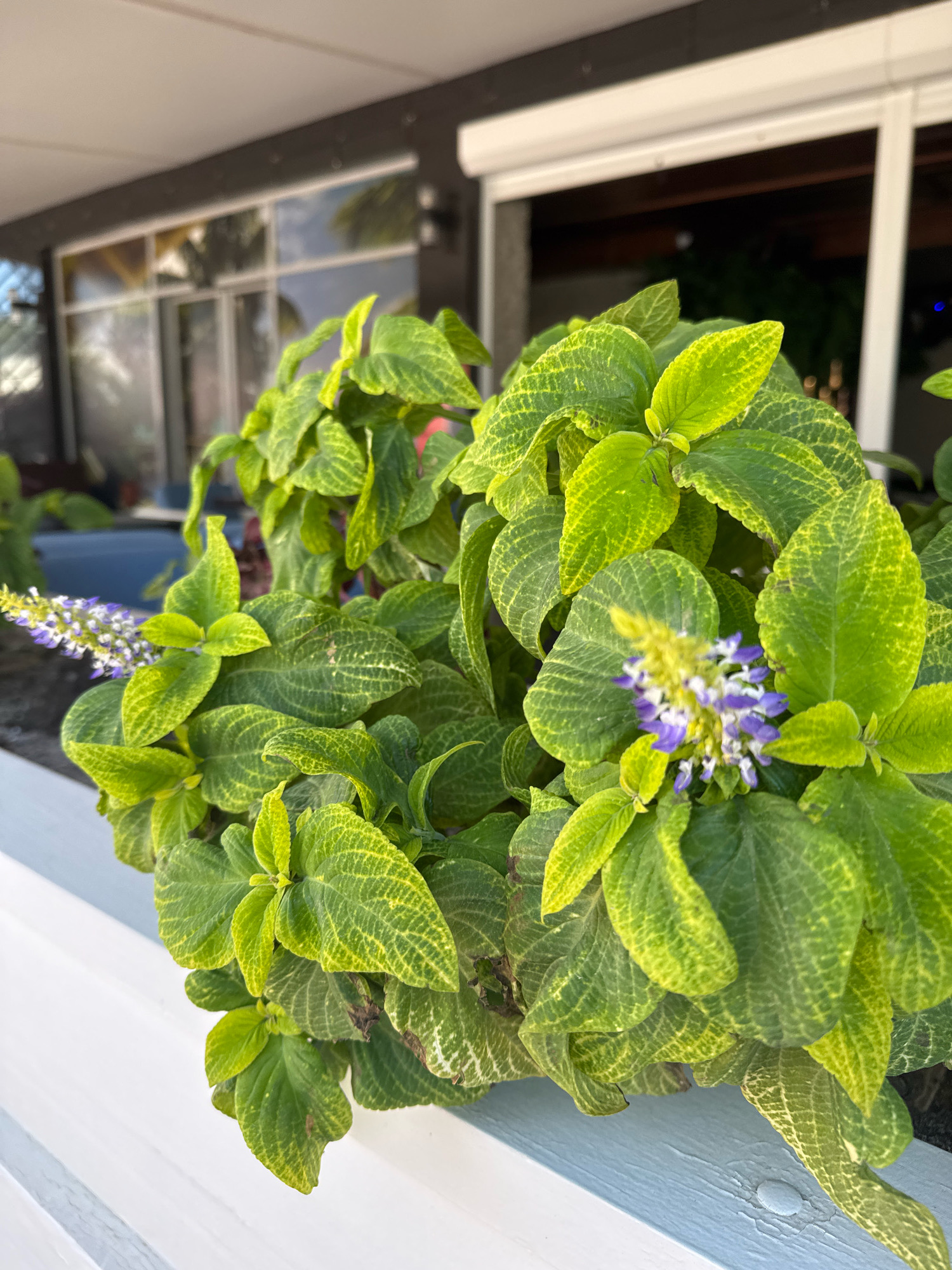 A close-up, eye-level, medium shot captures a vibrant green plant with textured leaves and small purple flowers in a planter box. The planter box is white and sits on a weathered ledge. In the background, a dark-colored building with large windows and a white awning is visible. The scene appears to be outdoors, possibly a residential or commercial area. There are no people or animals in the frame. The lighting suggests it is daytime, with sunlight illuminating the plant. The image does not provide any specific clues about the city of Anapa, Russia.