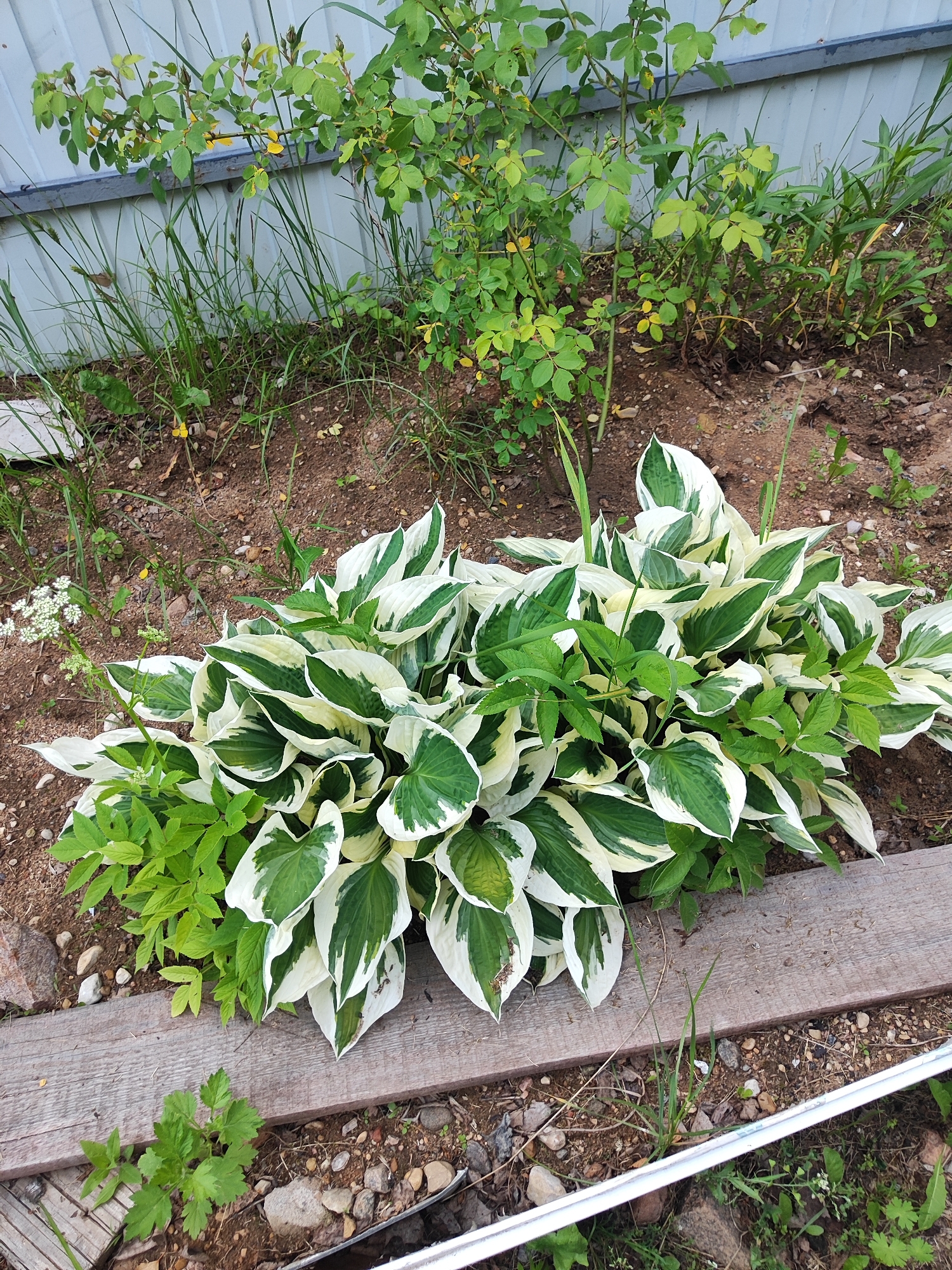 A variegated hosta plant is in the foreground of an outdoor scene. The hosta has large, heart-shaped leaves that are green in the center and white along the edges. The plant is lush and full, with many leaves creating a dense mound. To the left of the hosta, a smaller plant with delicate, feathery leaves is growing. Behind the hosta, a rose bush with green leaves and small yellow flowers is visible. The ground is covered with soil, small rocks, and blades of grass. In the background, a white metal fence runs horizontally across the image. Two wooden planks are placed on the ground in front of the hosta plant. The lighting suggests it is daytime with natural light.