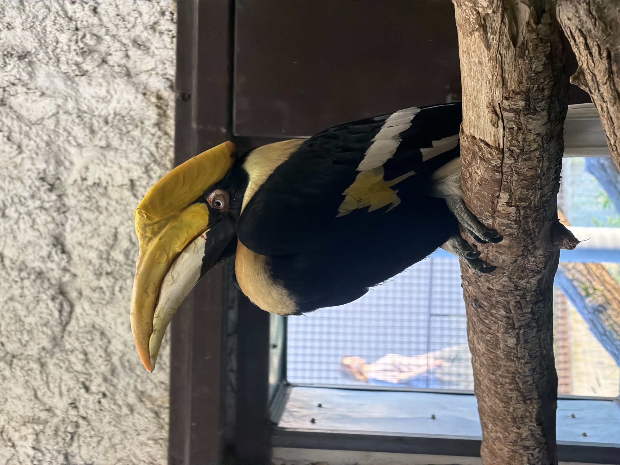 An adult Oriental Pied Hornbill is perched on a thick, textured branch in an enclosure. The bird is positioned in profile, facing left, with its distinctive large, yellow casque and black and white plumage clearly visible. Its eye, with a visible pupil and iris, is looking forward. The bird's feet grip the rough surface of the branch. In the background, through an opening in the enclosure, a person is visible standing behind a wire mesh. The person appears to be wearing a light-colored, patterned shirt. The environment behind the person is indistinct, but suggests an outdoor or large indoor space. The enclosure wall behind the bird is rough and textured, resembling stone. The overall lighting suggests an indoor setting, possibly a zoo or aviary. The location is described as Unknown, Unknown.