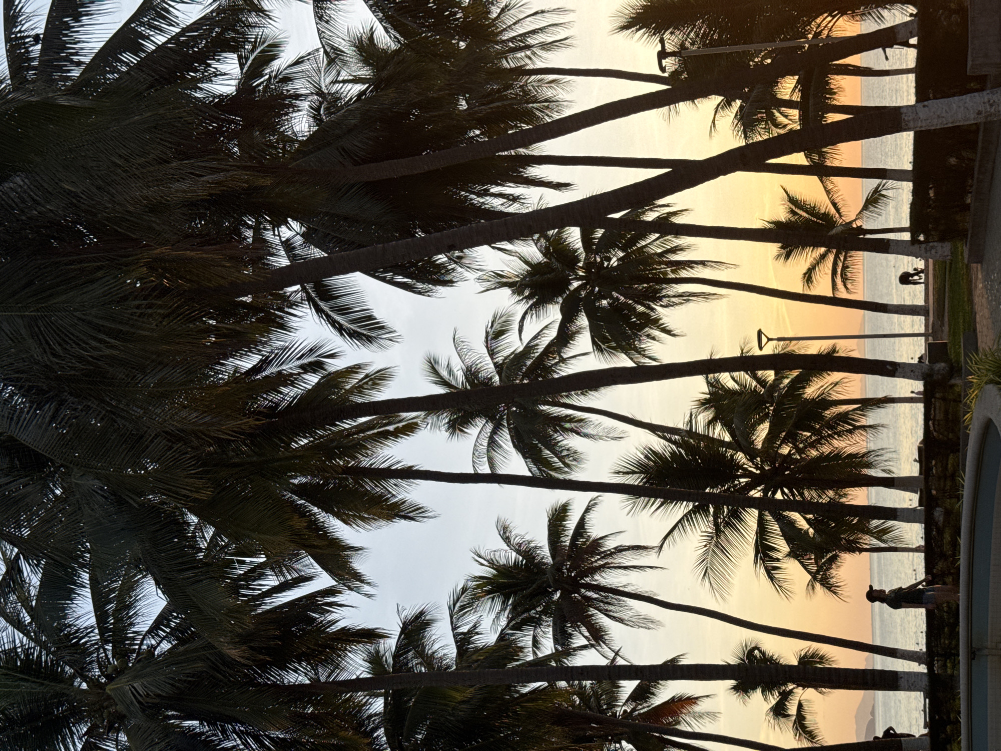The image depicts a tropical scene at dusk, likely in Nha Trang, Vietnam, characterized by a dense arrangement of silhouetted palm trees against a soft, gradient sky. The sky transitions from a pale blue at the top to a warm orange and yellow hue near the horizon, suggesting the setting sun.
In the foreground, a curved, empty pool or water feature is visible, with a paved area surrounding it. Beyond this, a low hedge or garden bed separates the foreground from a pathway. Several lampposts are scattered along the pathway.
In the middle ground, a serene ocean stretches to the horizon, with distant, hazy islands or landmasses visible. A narrow strip of beach runs along the coastline.
Several individuals are present on the beach and the pathway. On the left side, a person wearing a dark shirt and shorts, with a cap on, stands near the edge of the water, facing towards the sea. Further down the beach, other small figures are visible, some walking or engaging in activities, though they are indistinct due to the distance and lighting. On the right side of the image, another lamppost is prominent.
The overall impression is one of tranquility and the end of a day in a coastal resort town. The dense palm trees frame the view of the ocean and the sunset, creating a quintessential tropical ambiance. The white bands around the lower trunks of some palm trees suggest they are artificially maintained.