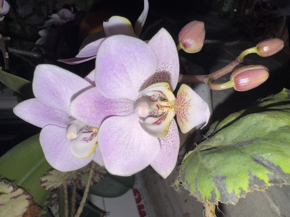 The scene is an indoor, close-up view of flowering plants, located in Profesor Ishirkovo, Bulgaria. The primary subject is a Phalaenopsis orchid displaying at least two fully open flowers and three developing buds. The dominant flowers are light lavender-pink with a finely textured appearance. Each flower features a prominent labellum (lip) characterized by white, yellow, and red-purple speckled and striped patterns. A third orchid flower is partially visible to the upper right. Below the main flowers, three closed, elongated buds, exhibiting a reddish-pink hue, are attached to the same brown stem. To the lower left, a large, dark green leaf with irregular lighter green or yellowish-white variegation and a slightly ragged edge is visible, belonging to a separate plant, possibly a Begonia. Further in the background, another plant with solid green leaves is partially obscured. The environment appears to be an interior setting, with a dark, indistinct background suggesting low ambient light and localized illumination highlighting the plants. A faint white object with red markings is partially visible behind the variegated leaf. No people or observable actions are present.