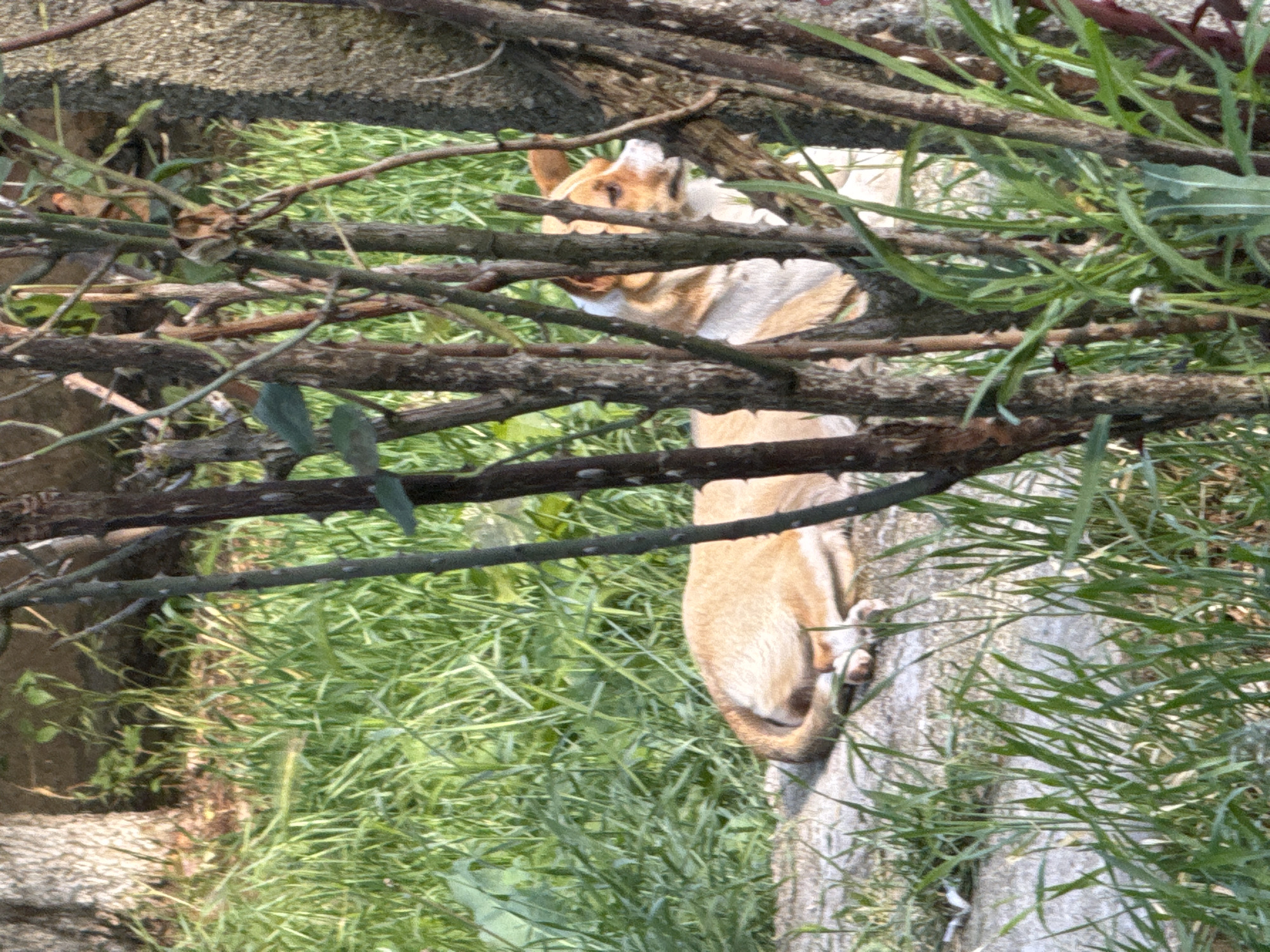 A tan and white animal, possibly a domestic dog or fox, is lying on a concrete surface, framed by overgrown vegetation and thorny branches. The animal's head is partially obscured by the branches, but its body and tail are clearly visible. The environment consists of tall grass and weeds, with a concrete structure in the background. The image lacks significant detail to definitively pinpoint its location in Novoselets, Bulgaria.
