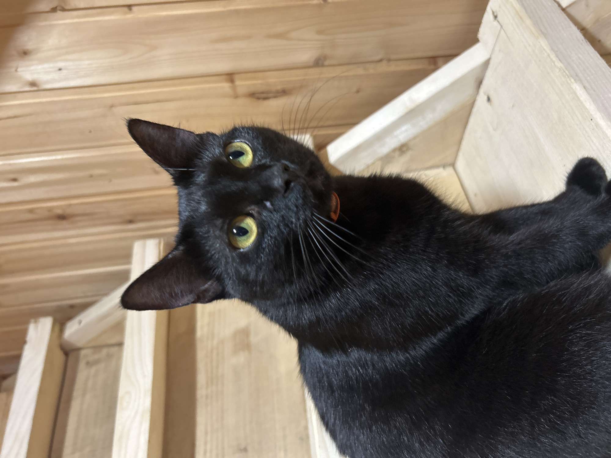 A black cat with yellow eyes sits on a wooden staircase. The cat is facing to the right and looking slightly upwards. The background is a wooden wall. The image is a close-up shot. The location is not provided in the image.