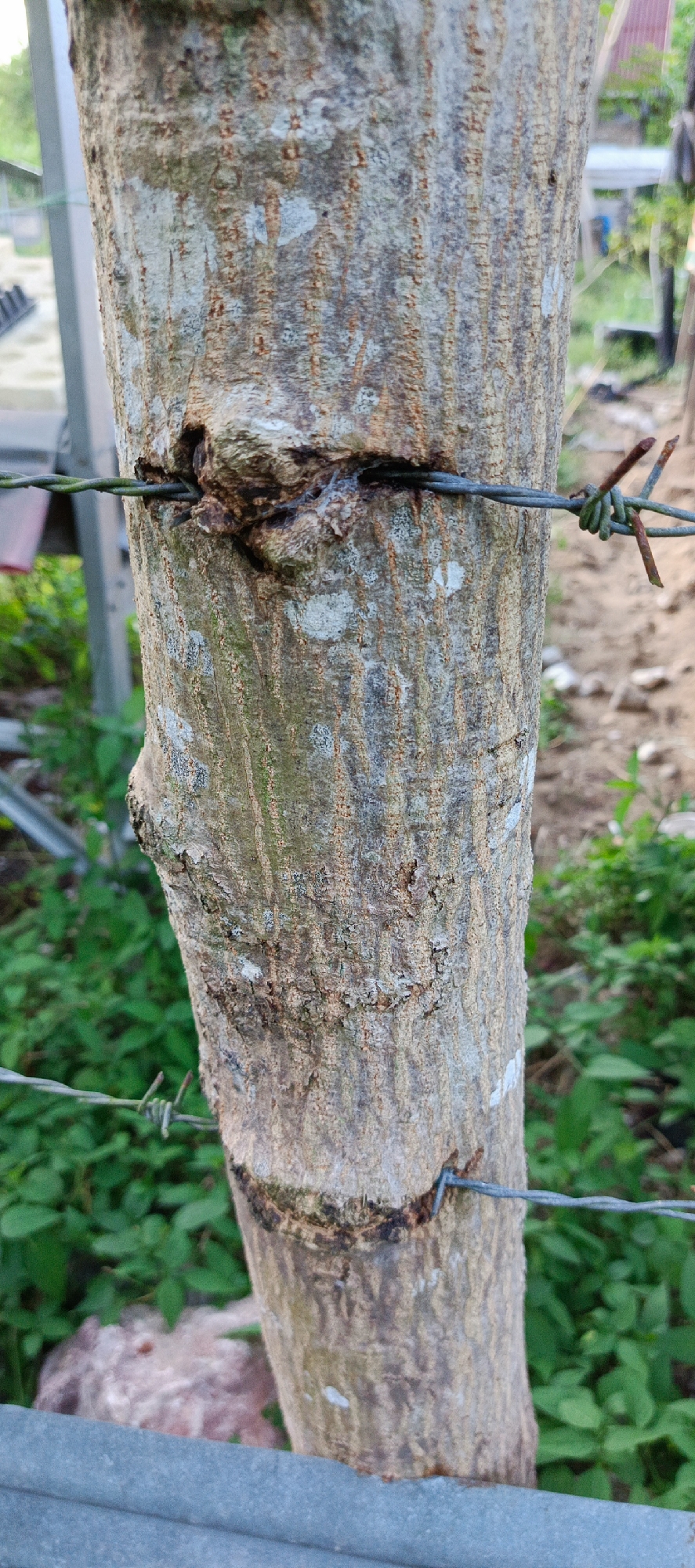 The image shows a close-up of a tree trunk that has been partially enclosed by barbed wire. The tree is light brown and gray with a rough texture. There are green leaves in the background, and a blurry pink object is visible in the lower left corner. The barbed wire appears to be old and rusty in some places. The setting is outdoors, likely in a rural or semi-rural area, and given the context provided about Meunasahmesjid, Indonesia, it is possible this is a scene related to agricultural fencing or land demarcation in that region.