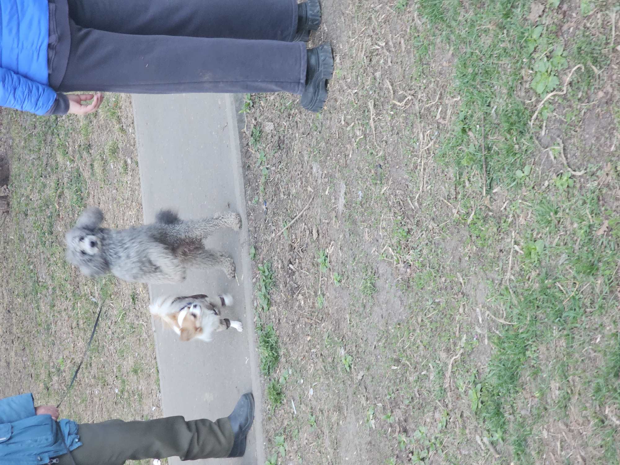 The image depicts a partially obscured view of a person walking two dogs on a concrete path. The person is wearing dark pants and black boots, as well as a blue jacket. One dog is a medium-sized, fluffy, gray dog. The other dog is smaller, with a tan and white coat and a dark head, wearing a blue harness. The environment consists of grassy areas interspersed with dirt and sparse vegetation, likely in the city of Khimki, Russia.