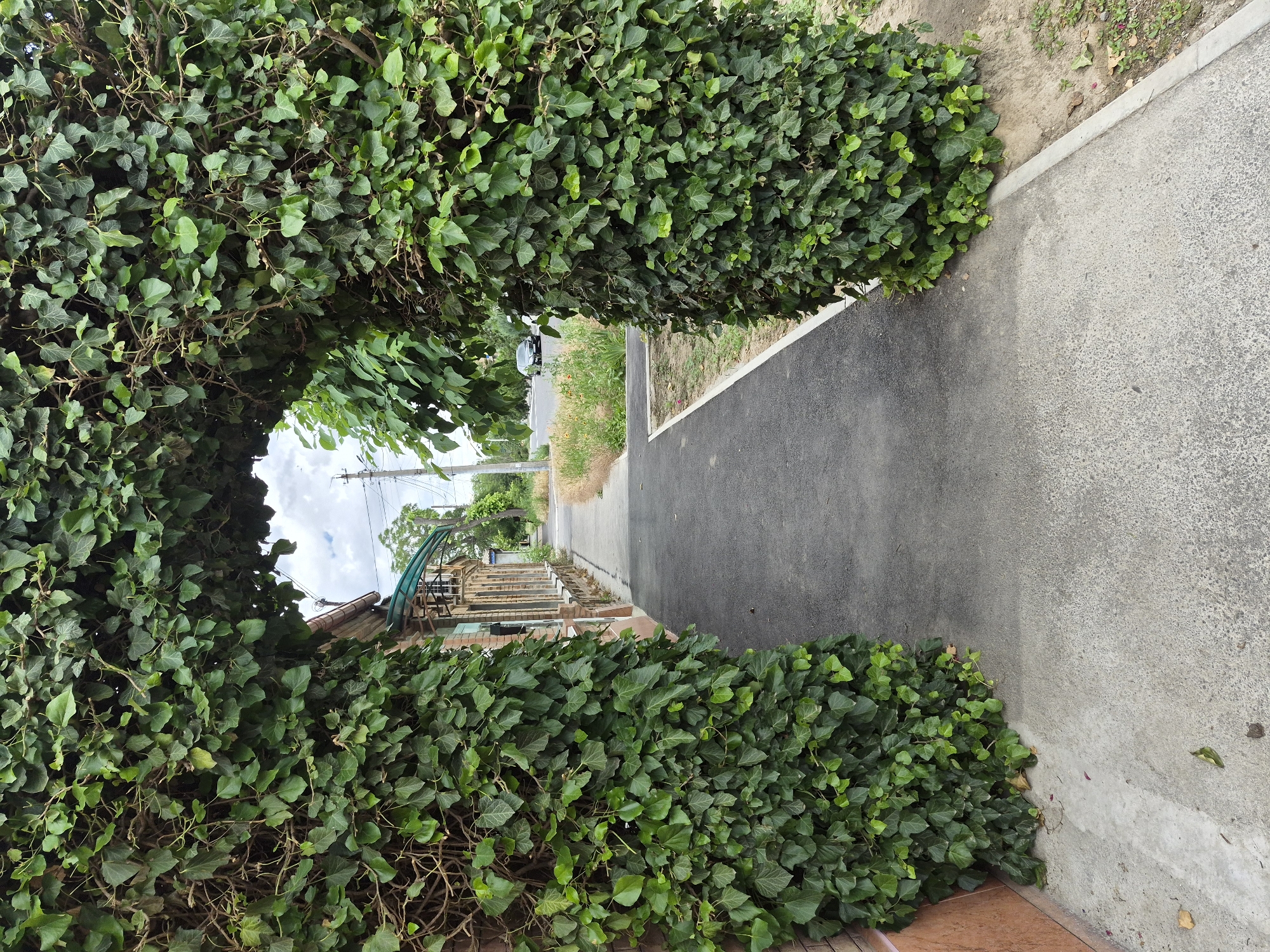 An outdoor, eye-level shot captures an archway formed by dense green ivy, which also covers two thick posts on either side. The archway frames a pathway that leads into the distance. The pathway is paved with dark asphalt and is bordered by a light gray concrete sidewalk on the left and a strip of dirt and grass on the right. To the left of the ivy-covered posts, a brick building with a light brown facade and visible windows is partially visible. The building appears to have a decorative overhang with a green awning. Beyond the building, a street is visible with a car driving away and a utility pole. The sky is overcast with scattered clouds. The overall scene suggests a somewhat urban or suburban setting where nature is integrated with man-made structures.