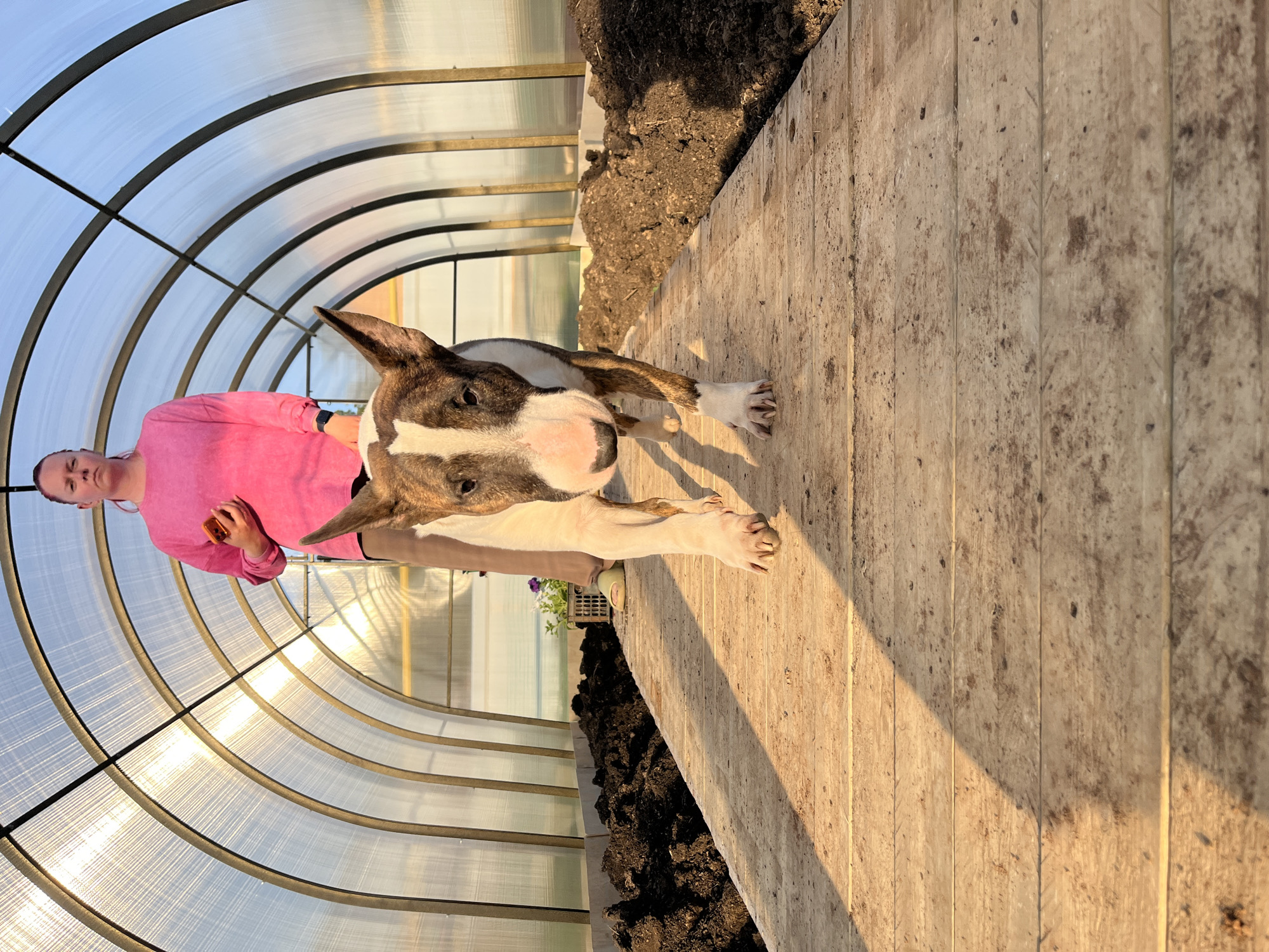 The image shows a woman in a pink shirt standing with a brindle and white Bull Terrier in what appears to be a greenhouse in Chaikovsky, Russia. The dog is on a wooden platform, and dirt is visible near the platform. The greenhouse has a curved translucent ceiling. The woman is holding a phone.