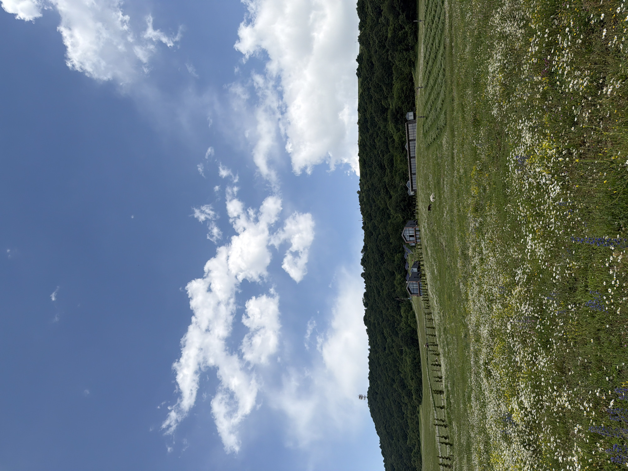 In Dsegh, Armenia, a vast, verdant meadow is blanketed with white and yellow wildflowers. The meadow gently slopes upwards towards a densely forested hill, atop which a solitary red and white transmission tower stands against a vibrant blue sky dotted with fluffy white clouds. Several modern, grey-roofed buildings are nestled on the hillside, some with large glass windows. A short, thin fence lines the edge of the meadow, separating it from a row of young, slender trees. In the distance, within the meadow, two animals, one white and one dark, are visible grazing. The sky occupies the upper half of the image, with the terrestrial landscape filling the lower half.