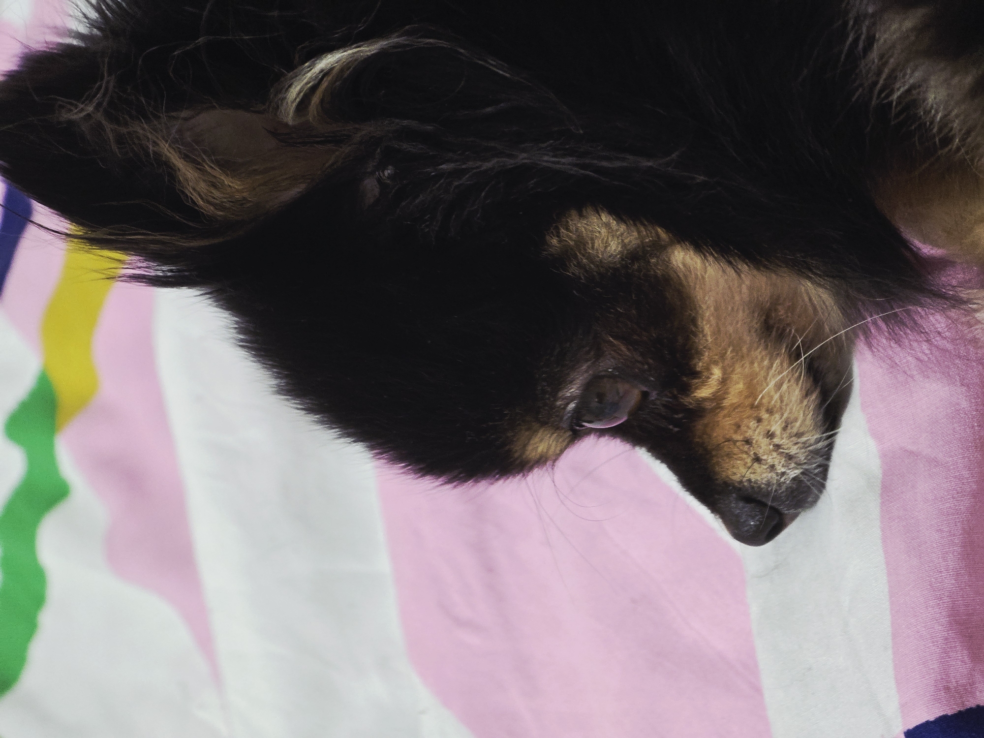 A close-up of a sleeping dog resting on a striped fabric surface. The dog has black and brown fur. Its eye is partially visible and closed. The fabric beneath it has a pattern of green, yellow, pink, and white stripes. The dog's head is tilted downward. There is no indication of the location being Khimki, Russia.