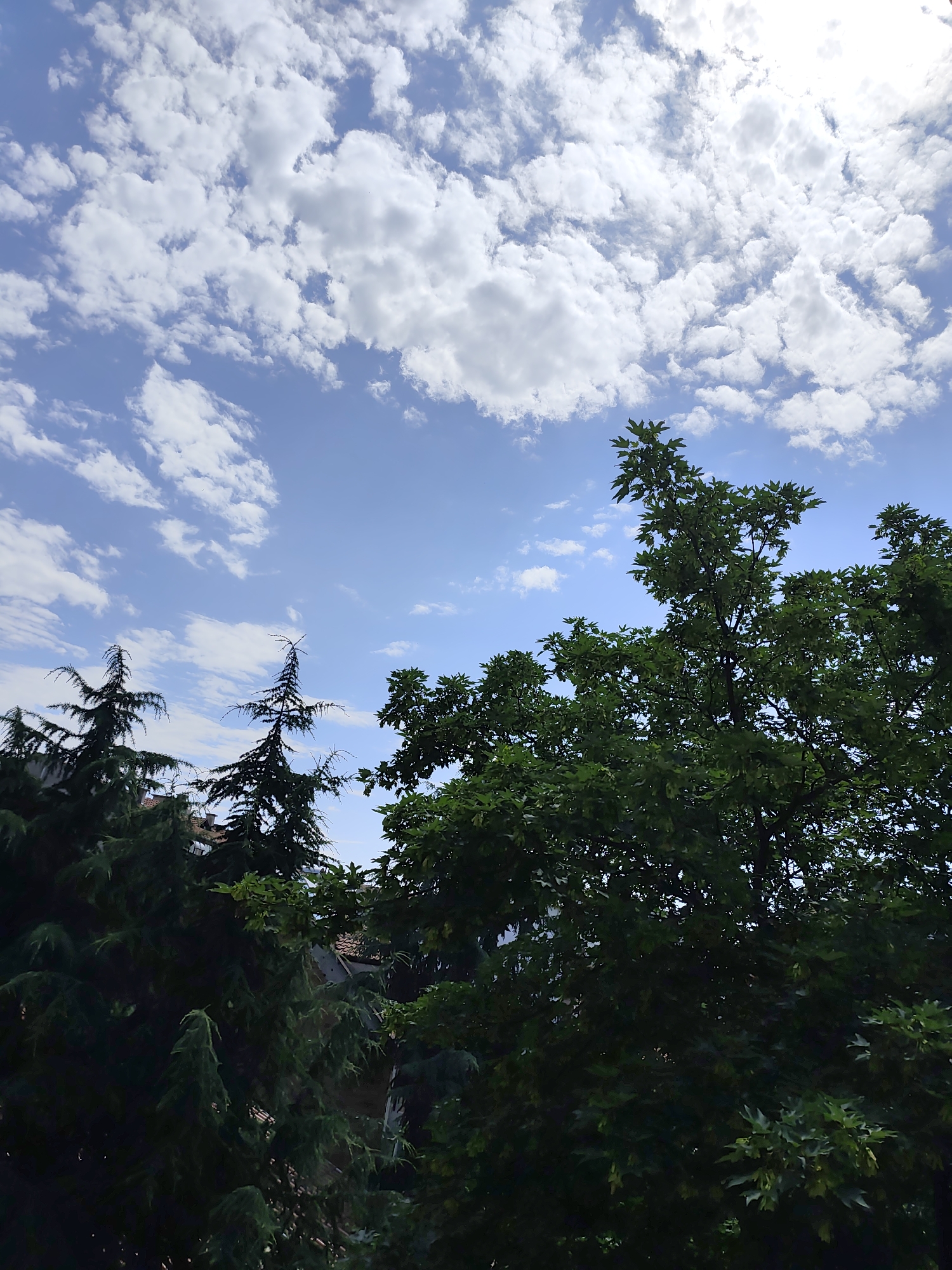 The image captures an upward view of an urban green space, situated in Pazardzhik, Bulgaria. The sky occupies approximately two-thirds of the frame, presenting a clear blue expanse dotted with numerous white, irregularly shaped cumulus and stratocumulus clouds. A significantly bright, diffuse light source, consistent with direct sunlight, is positioned towards the upper right quadrant, illuminating the cloud formations. The lower third of the image consists of tree canopies. On the left, several dark green conifer trees, characterized by their dense, needle-like foliage and pointed silhouettes, are visible. Behind these conifers, architectural elements suggesting rooftops with reddish-brown tiles are subtly discernible. The right side of the lower frame is dominated by a large deciduous tree, featuring abundant, vibrant green broad leaves. No human figures, animals, or active events are present. The scene is static, depicting natural vegetation within a seemingly populated area under bright daytime illumination.
