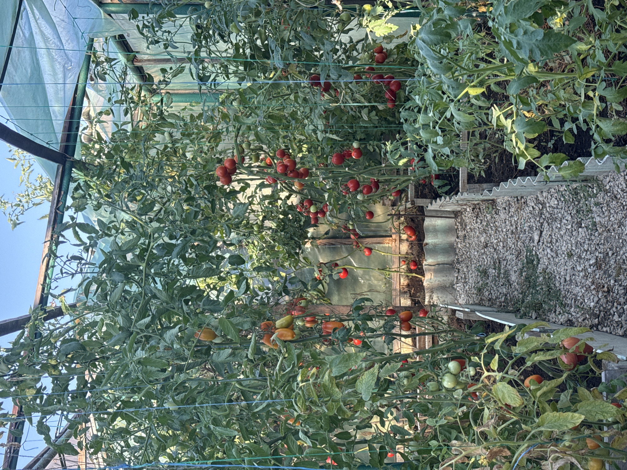 The image depicts the interior of a greenhouse, likely in Basarabeasca, Moldova, filled with numerous tomato plants. The plants are lush and green, with many bearing ripe red and some unripe green tomatoes. The tomatoes are growing in clusters and individually on the vines, with some bunches hanging low towards the ground and others higher up.
The greenhouse structure is visible, with a translucent green plastic covering for the roof and sides, supported by wooden and metal framing. Blue strings are used to tie up and support the tomato plants, indicating a method of vertical cultivation.
A pathway made of small grey gravel runs through the center of the greenhouse, separating two rows of raised garden beds. These beds appear to be constructed from corrugated material and filled with dark soil. The overall environment is one of agricultural cultivation, with an emphasis on growing tomatoes. The lighting suggests it is daytime, with sunlight filtering through the greenhouse covering. No people are visible in the image.