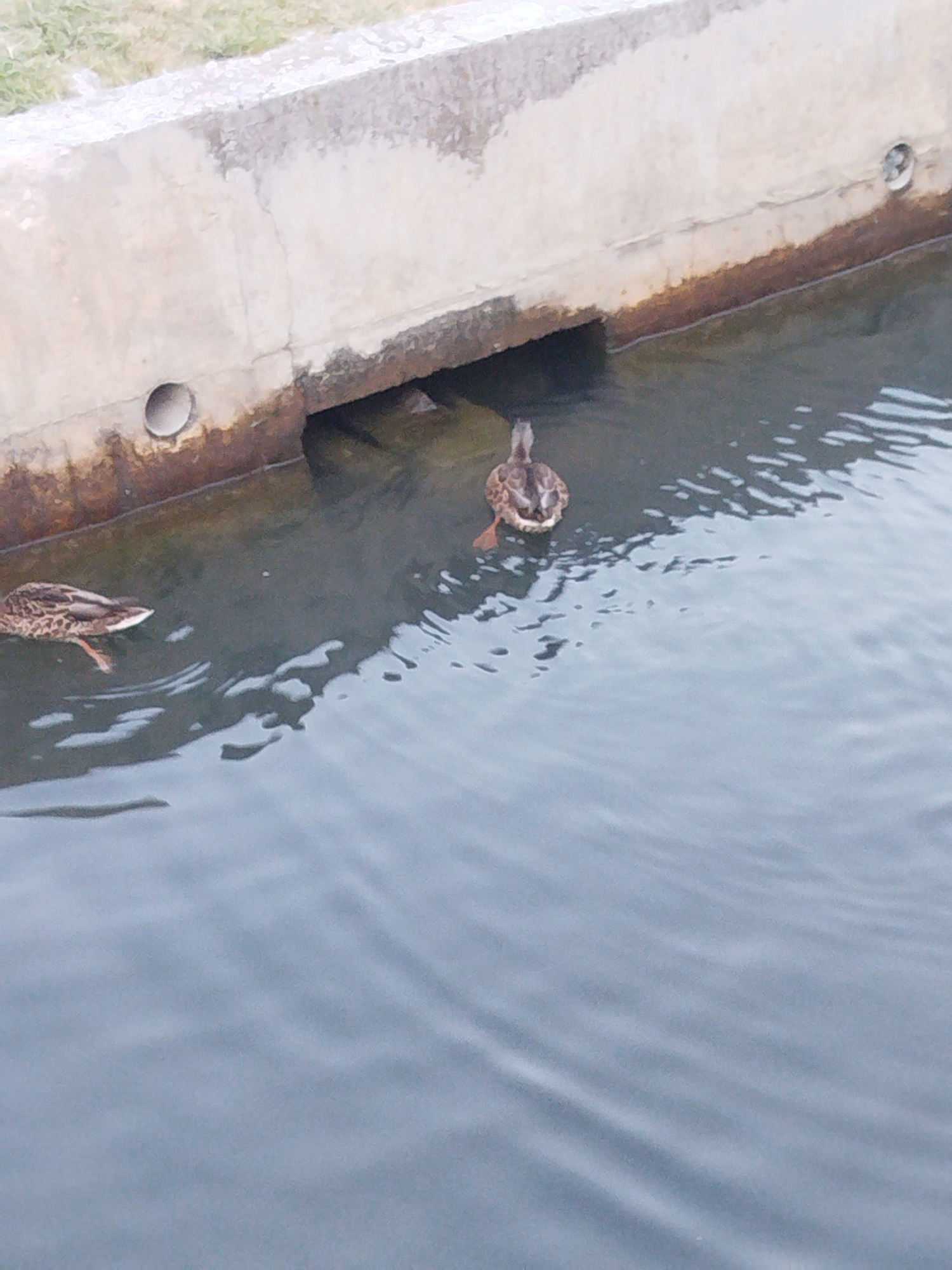 Two ducks are swimming in murky water near a concrete embankment. The embankment has a worn texture with a dark, rusty line near the water's edge. There are two circular openings visible in the embankment, one on the left side and another on the right. A patch of dry grass is visible above the embankment on the left. The water is rippled, and the lighting suggests it is daytime. The scene appears to be a drainage channel or a similar urban water feature, potentially located in the city of Omiš, Croatia, given the context.