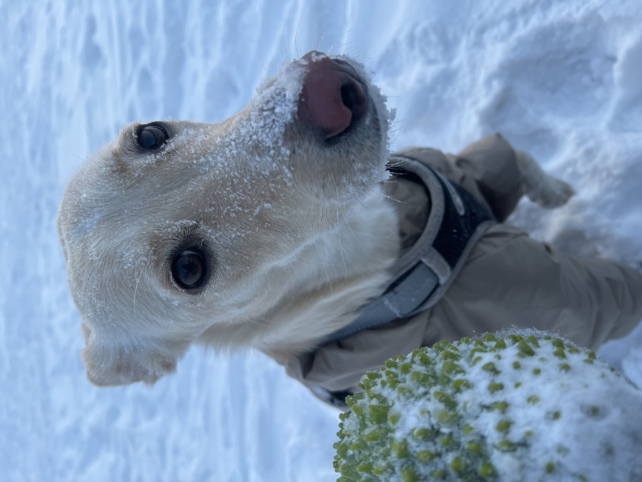 The image displays a light-colored dog, possibly a Labrador Retriever or similar breed, situated outdoors in a snowy environment identified as Krasnoyarsk, Russia. The dog's face, including its pale yellow fur, dark brown eyes, and pinkish-brown nose, is visibly covered with frost and small ice crystals. The dog wears a tan-colored winter coat that covers its body and a grey and black harness over the coat. In the bottom left foreground, a spherical object, characterized by green, nubby protrusions and coated in snow, is partially visible and out of focus. The background and ground consist entirely of white, textured snow. The dog is positioned to face the viewer, looking directly forward or slightly upward.