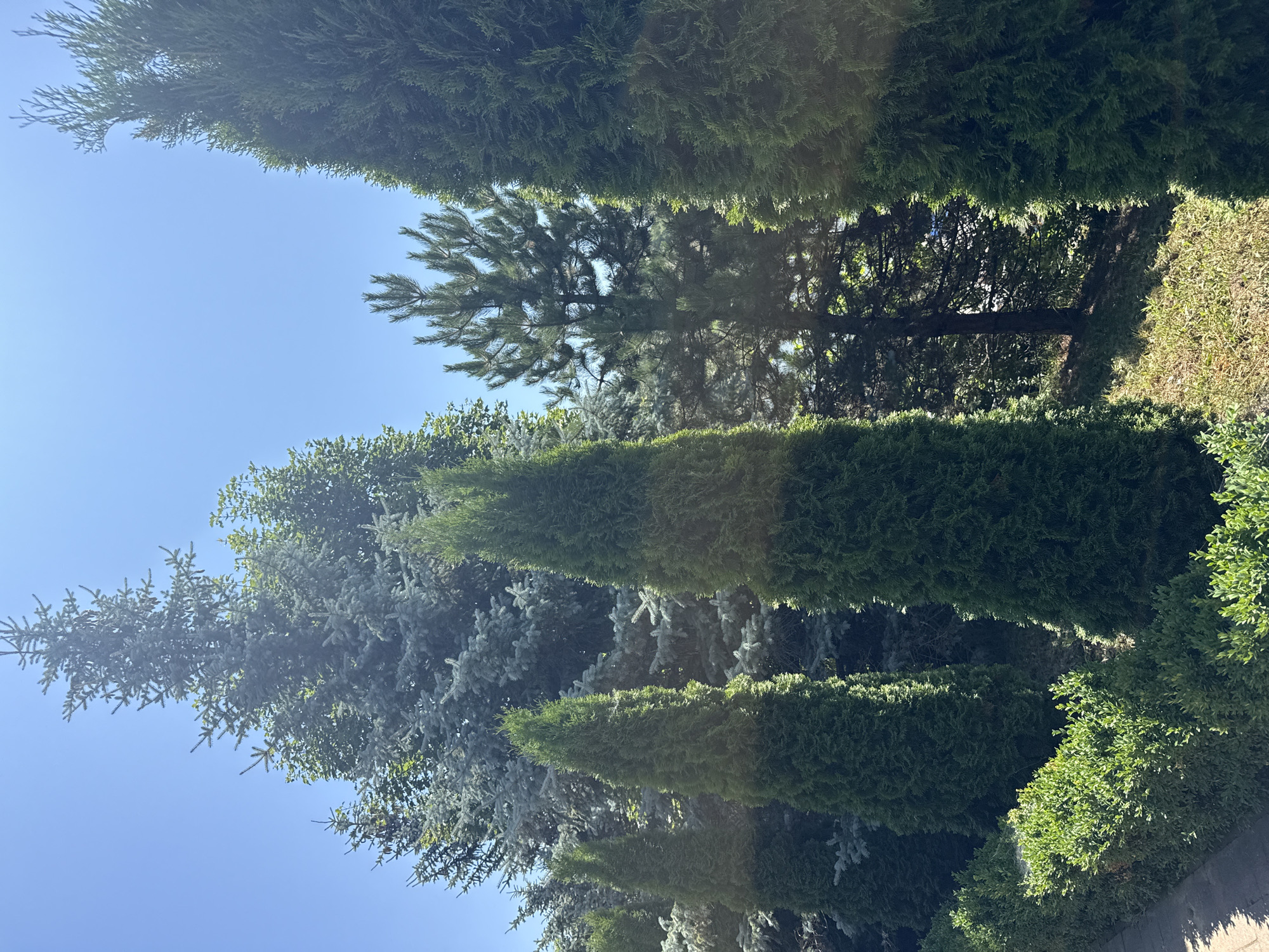 In Tiutky, Ukraine, this image captures a sunlit outdoor scene dominated by various evergreen trees against a clear blue sky. In the foreground, a meticulously trimmed green hedge runs along a paved pathway. Behind the hedge, several tall, conical evergreen trees stand in a row. Further back, a variety of other evergreen trees, including larger, more mature specimens with blue-green needles, are visible. The overall impression is one of a well-maintained, verdant landscape bathed in bright sunlight, suggesting a temperate climate and a peaceful, natural setting. There are no people or animals present in the image.