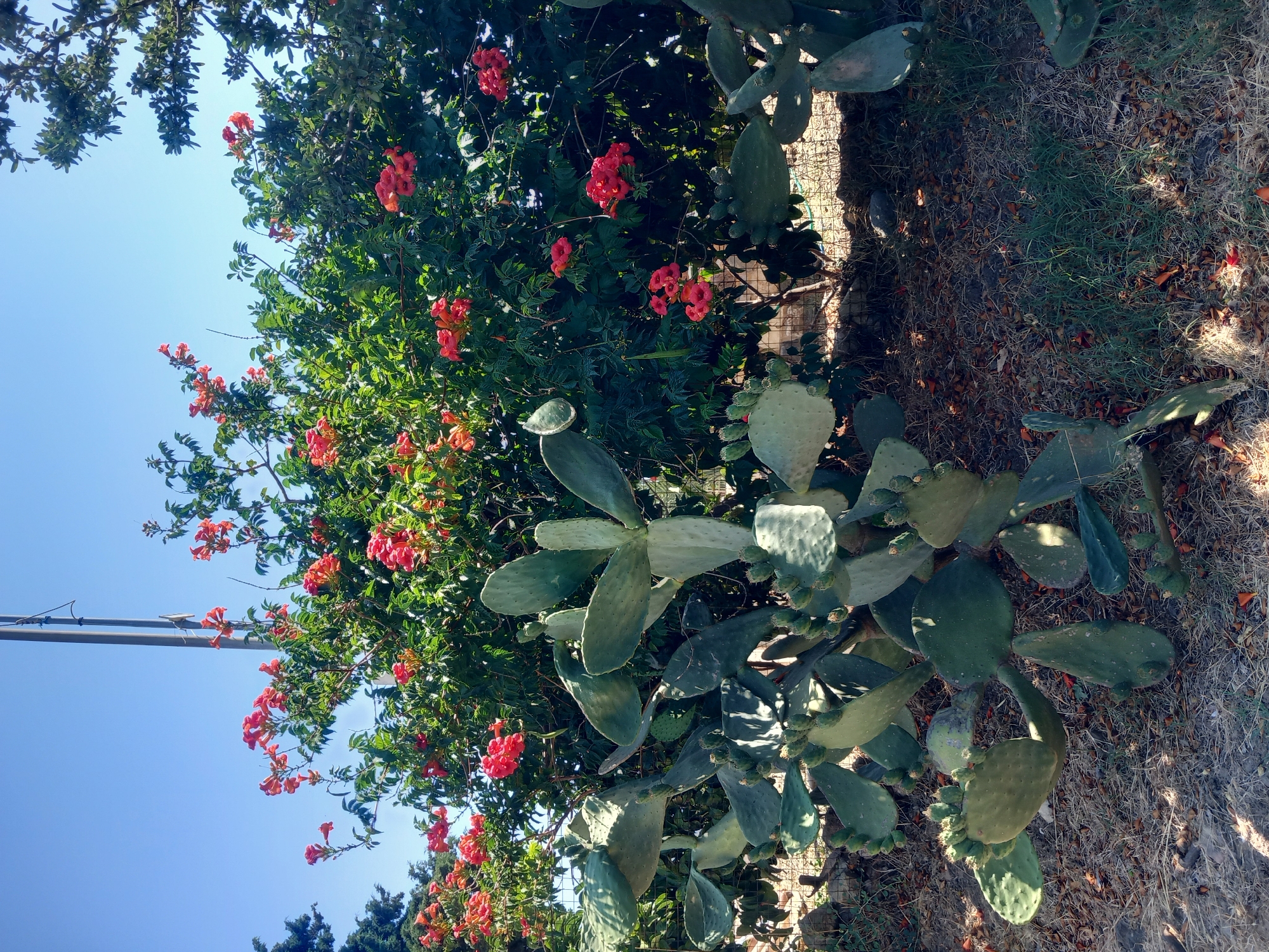 This is a medium-shot, eye-level, outdoor, daytime photograph taken in Platani, Greece. The scene features a vibrant display of nature, dominated by lush green foliage and striking red-orange flowers. In the foreground, a large prickly pear cactus with its characteristic flat, paddle-like pads is prominently positioned. Scattered around the base of the cactus and in the surrounding ground are dried leaves, twigs, and patches of dry grass, suggesting a warm climate.
Behind the cactus, a dense green bush is in full bloom, adorned with clusters of trumpet-shaped, red-orange flowers. These flowers create a striking contrast against the deep green leaves. Above the bush, a clear, bright blue sky stretches across the frame, with a simple grey utility pole visible on the left side, extending upwards and slightly out of the frame. The overall impression is one of natural beauty and abundance, bathed in natural sunlight. No people or animals are visible in the image.