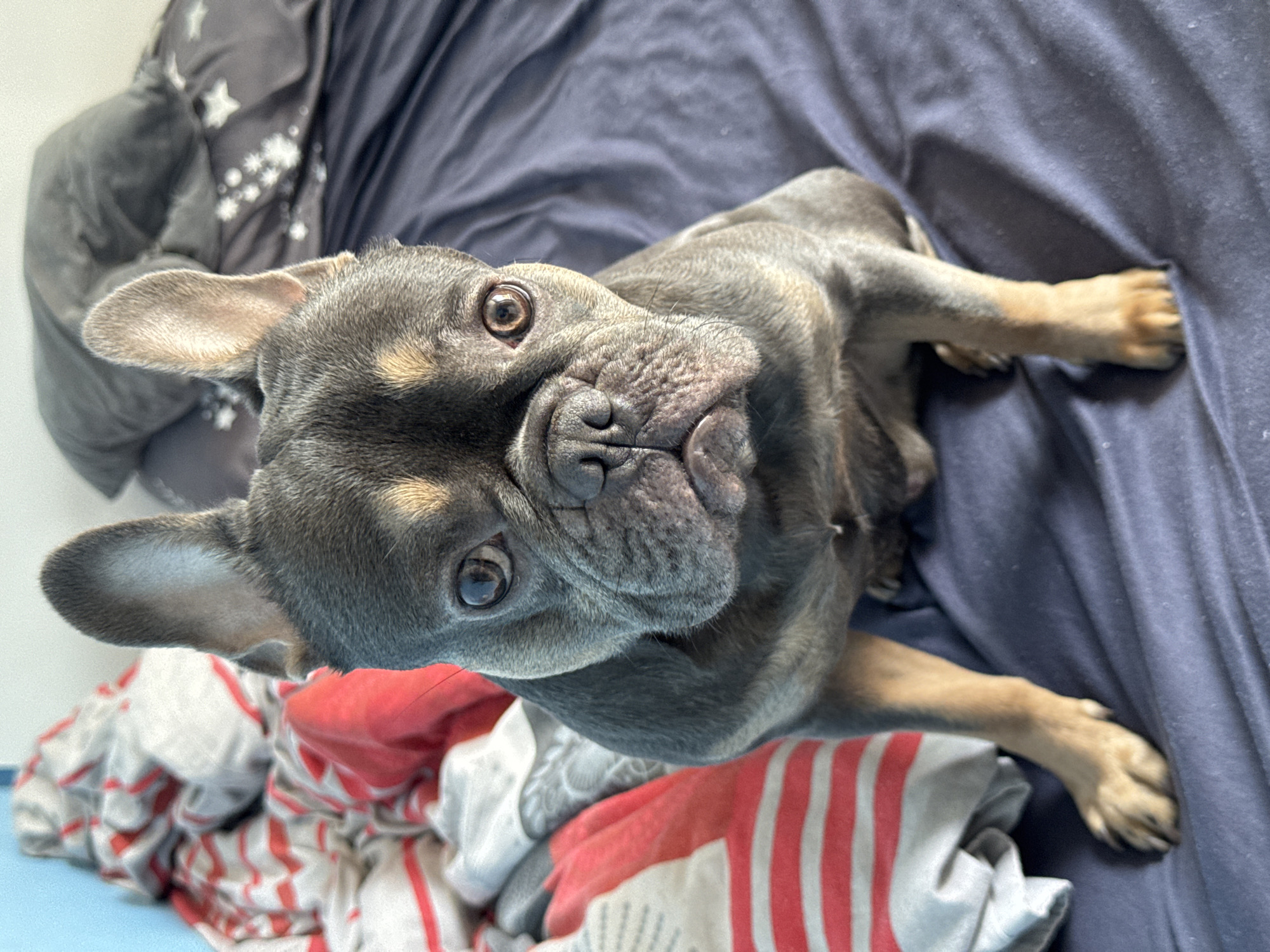 The scene is a bedroom in the city of Burgas, Bulgaria. A French Bulldog with a blue brindle and fawn coat is centered in the frame, sitting upright on a dark blue bed sheet, directly facing the camera. The dog's ears are erect, and its dark eyes are focused forward. Visible tan markings are present on its snout, above its eyes, and on its forelegs. The bed is covered with a wrinkled dark blue sheet. To the left of the dog, a crumpled white blanket with prominent red horizontal stripes is visible. To the right, a dark gray pillow patterned with white stars is present. Further in the background, a light blue wall appears on the far left, and a white wall is above the bed, with additional dark gray bedding visible in the top right quadrant.
