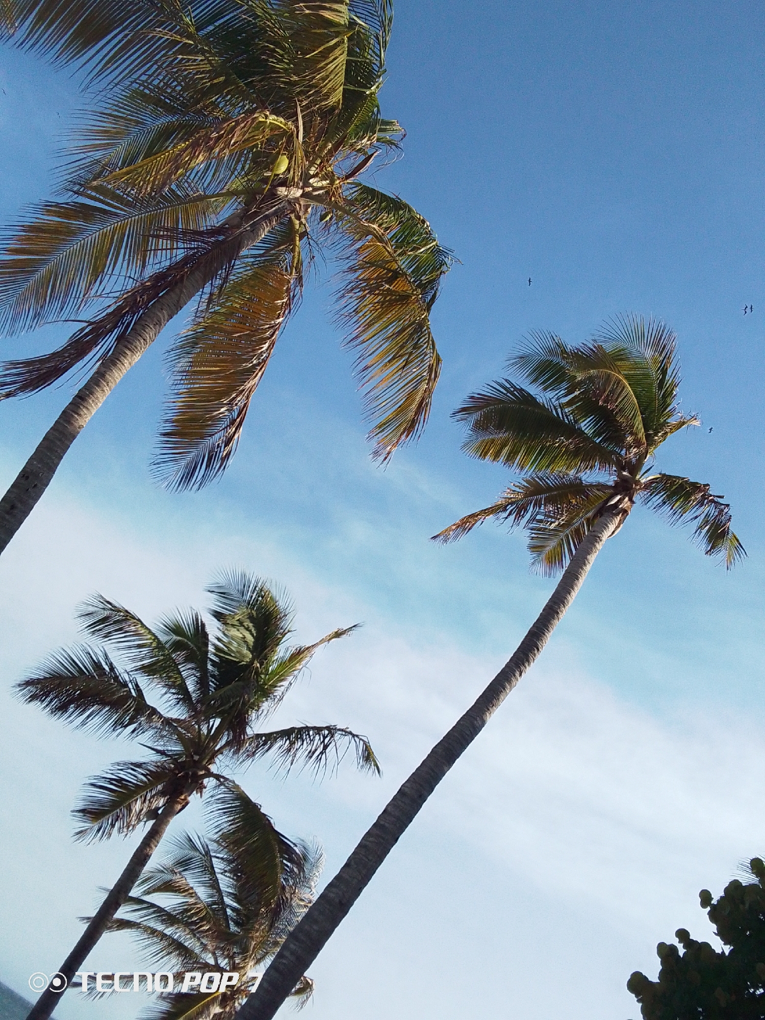 This image presents an upward perspective of multiple tall palm trees set against a clear blue sky, characteristic of a tropical environment in Pedro González, Venezuela. The scene is dominated by three main palm trees: a long, slender one extending diagonally from the bottom right towards the center, another with its crown of fronds filling the upper left corner and displaying green coconuts, and a third, shorter palm tree in the bottom left.
The sky transitions from a rich, deep blue at the top to a lighter, almost white-blue closer to the horizon, dotted with subtle, wispy white clouds. The bright illumination suggests a sunny day, likely late morning or early afternoon, with the sun backlighting some of the palm fronds, casting them in warm, golden-green hues. Several small, dark specks, which appear to be birds, are visible flying high in the blue expanse. A dense cluster of dark green foliage from another tree or bush is partially visible in the bottom right corner. The overall atmosphere is peaceful and serene, evoking a sense of tropical warmth and relaxation. In the bottom left corner, a watermark reads "TECNO POP 7".