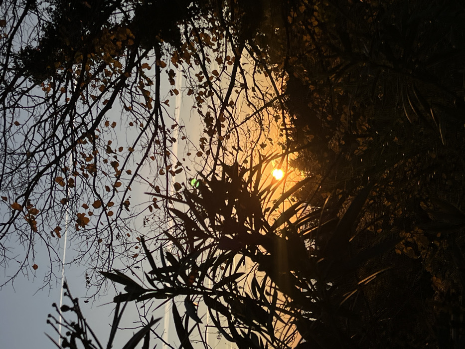 Silhouetted branches frame a scene with the sun bursting through. A mix of bare and sparsely leafed branches create a dense network in the foreground. The sun, a bright orb, sends rays of light through the foliage. A building with a light hue peeks through the gaps, suggesting a cityscape. The overall mood is warm and somewhat mysterious, with the play of light and shadow being the focal point.