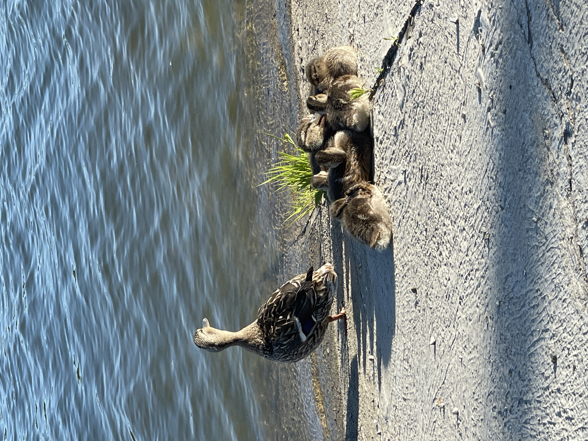 The image shows a mother duck and her ducklings by the water's edge. The mother duck is on the right, facing left, with her beak slightly raised. She has brown and black patterned feathers. Her ducklings are clustered together on a rough, concrete surface to the left of the mother. They are small and fluffy, with dark gray down. Some of the ducklings are nestled into each other, appearing to rest. A few blades of bright green grass are growing from cracks in the concrete between the ducklings and the water. The water is a cool blue-gray, with ripples and reflections suggesting a calm day. The concrete is textured and appears dry, with shadows indicating it is daytime. The scene is natural and peaceful. There is no visible text in the image. The location context is Prokopyevsk, Russia.