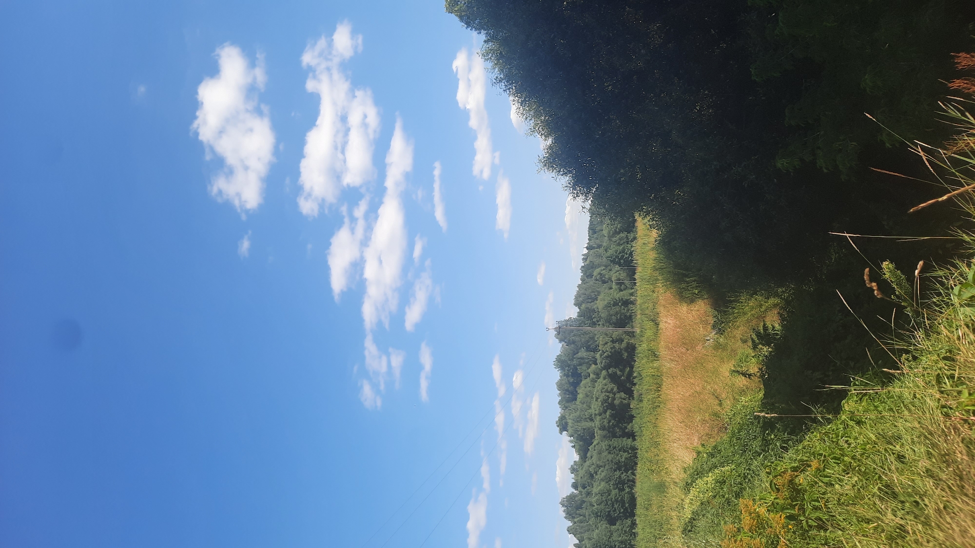 The image depicts a natural landscape under a bright blue sky with scattered white clouds. In the foreground, tall green grass and some dry vegetation are visible. A shadow falls across the lower right portion of the scene, cast by the dense foliage of a large tree. Beyond the grassy area, a field of dry, golden grass stretches towards a line of dense green trees that form the horizon. A single utility pole with power lines extending to the left stands in the middle ground, slightly to the right of the center. The scene appears to be a rural or semi-rural environment, possibly on the outskirts of the city of Shklov, Belarus, given the typical landscape features of the region. No people are present in the image.