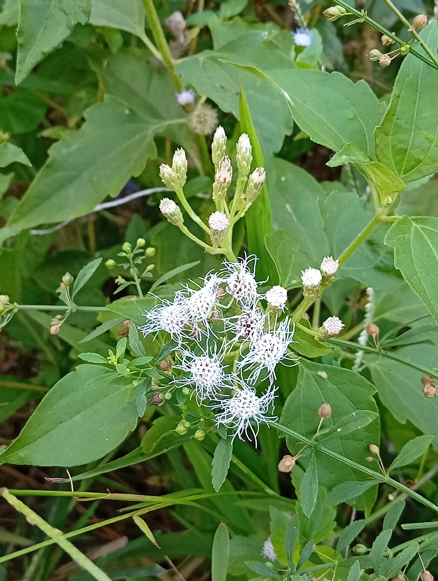 The image shows a close-up, outdoor shot of a cluster of white, fluffy flowers with thin, delicate petals, surrounded by green leaves and stems. Some of the flowers are fully bloomed, while others are in bud stage. The background is blurred, suggesting a natural environment like a garden or a field. The lighting appears to be natural daylight, and the image is sharp enough to see the details of the flowers and foliage. There are no people, animals, or man-made objects visible in the image. The scene depicts a natural botanical subject in its environment.