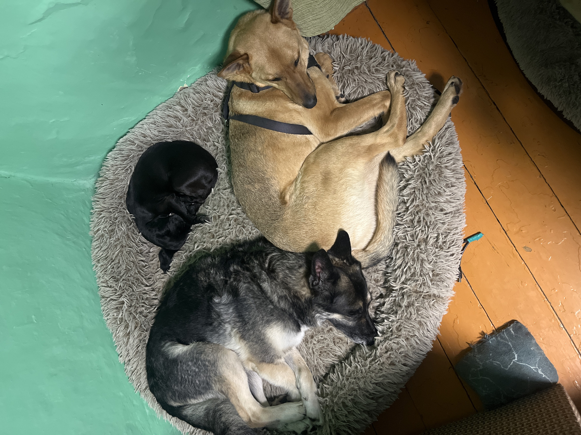 This media file presents an overhead view of three dogs of varying sizes and breeds, all peacefully asleep and curled up together on a large, fluffy, circular dog bed.
The bed, made of shaggy grey faux fur, serves as the cozy resting spot for the canines. At the top right of the bed, a medium-sized, tan or light brown dog, wearing a dark harness, is curled tightly with its head resting. Snuggled close to this dog, on the left side of the bed, is a small, completely black dog or puppy, also curled into a tight ball. At the bottom left, a larger dog with a distinctive grey and black coat, featuring lighter brown or white markings, rests comfortably, also curled and appearing to be in a deep sleep.
The scene takes place indoors, likely within a home. To the left of the dog bed, a bright mint green surface is visible, possibly a painted wall or floor area. To the right, an orange-brown wooden floor with visible planks and some signs of wear extends into the frame. A small, textured grey object, possibly a pet toy or cushion, is also on the wooden floor in the bottom right corner, next to a glimpse of textured, lighter colored furniture.
The lighting appears dim and warm, suggesting it could be evening or nighttime, or an indoor area with soft, artificial illumination. The overall mood conveyed is one of peace, comfort, and companionship among the sleeping dogs. There is no visible text in the image. The context for the location is Nizhny Tagil, Russia.