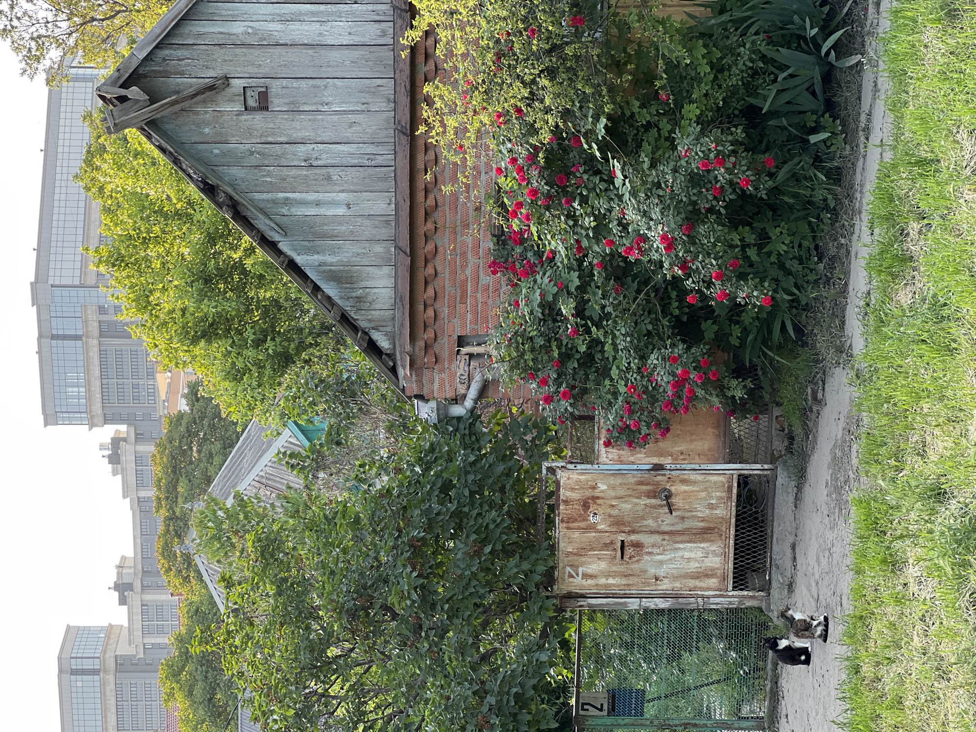 The image shows a portion of a building and a street scene in Krasnodar, Russia. The building has a wooden section with a slanted roof, adjacent to a brick wall covered in a flowering rose bush with red flowers. A metal structure with a door and a number "1" on it stands near the building. A green chain-link fence with a number "2" on it is visible in the foreground.
Two cats, one white and brown and one black and white, are on the ground near the fence. A dirt path runs parallel to the building, separating it from a grassy area. In the background, multistory apartment buildings are visible through the trees. The lighting suggests it is daytime.