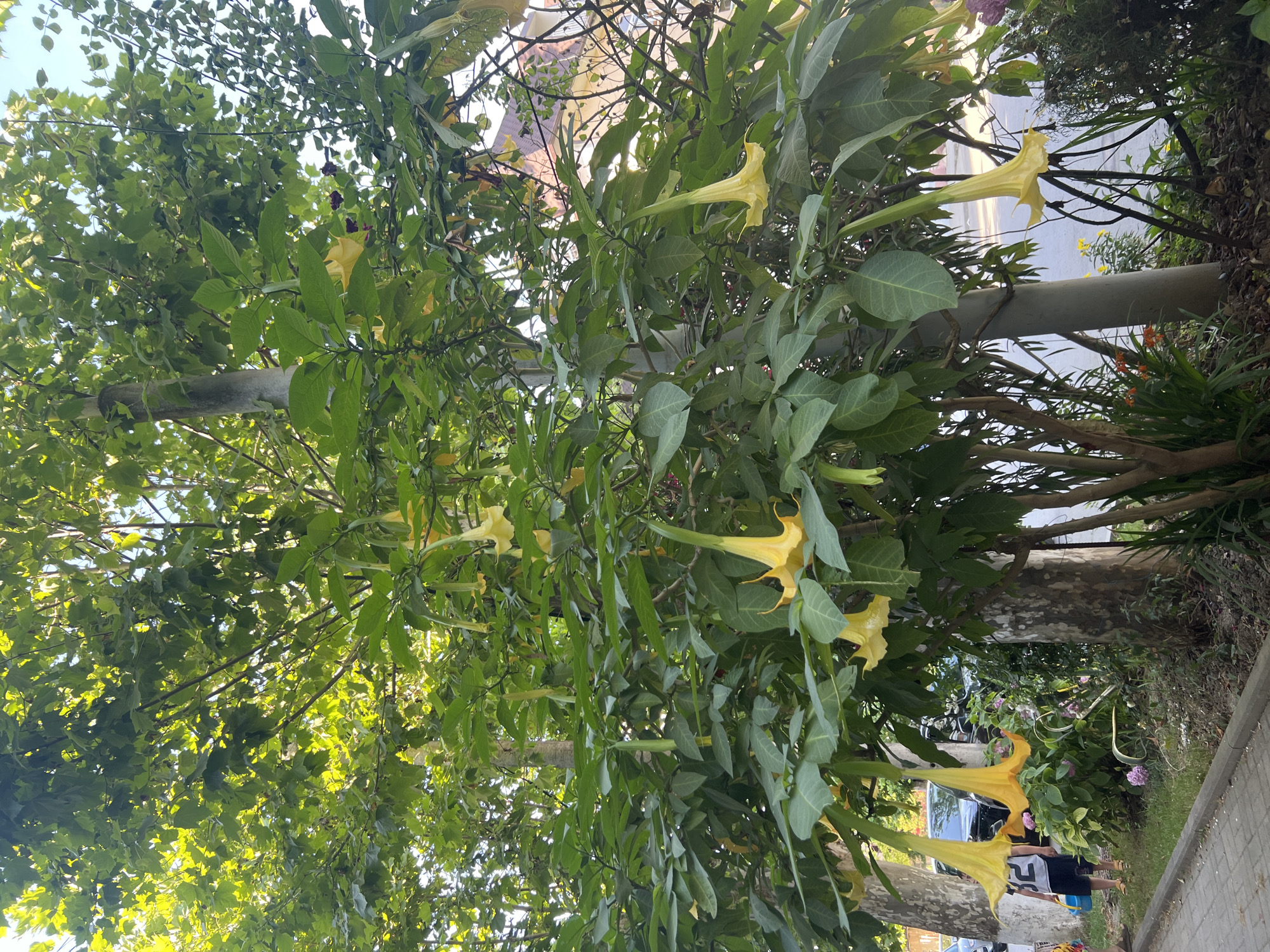 This image captures a cluster of yellow Datura flowers hanging from a tree, viewed from below. The flowers are trumpet-shaped and have a vibrant yellow hue. Lush green leaves surround the blossoms, creating a dense canopy. In the background, a paved walkway and a road are visible, suggesting an outdoor setting, possibly a park or a street lined with trees. A person is partially visible on the right side of the image, wearing dark shorts and a light-colored t-shirt with a graphic design. The lighting suggests it is daytime, with sunlight filtering through the leaves, creating a dappled effect. The overall impression is one of natural beauty with a hint of human presence.