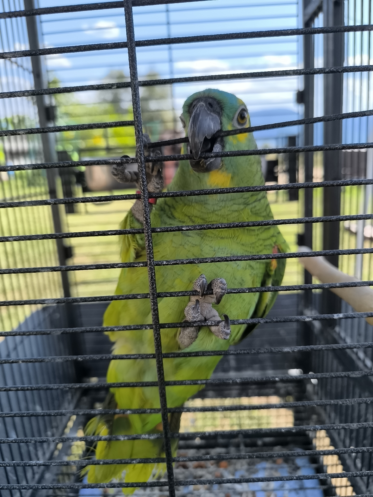 A green parrot with a blue and yellow head is perched inside a black metal cage. Its talons grip the cage bars as it looks towards the camera. The background is blurred, showing a grassy area and a blue sky with some clouds. The image appears to be taken outdoors. There is no identifiable information suggesting the location is Dabnitsa, Bulgaria.