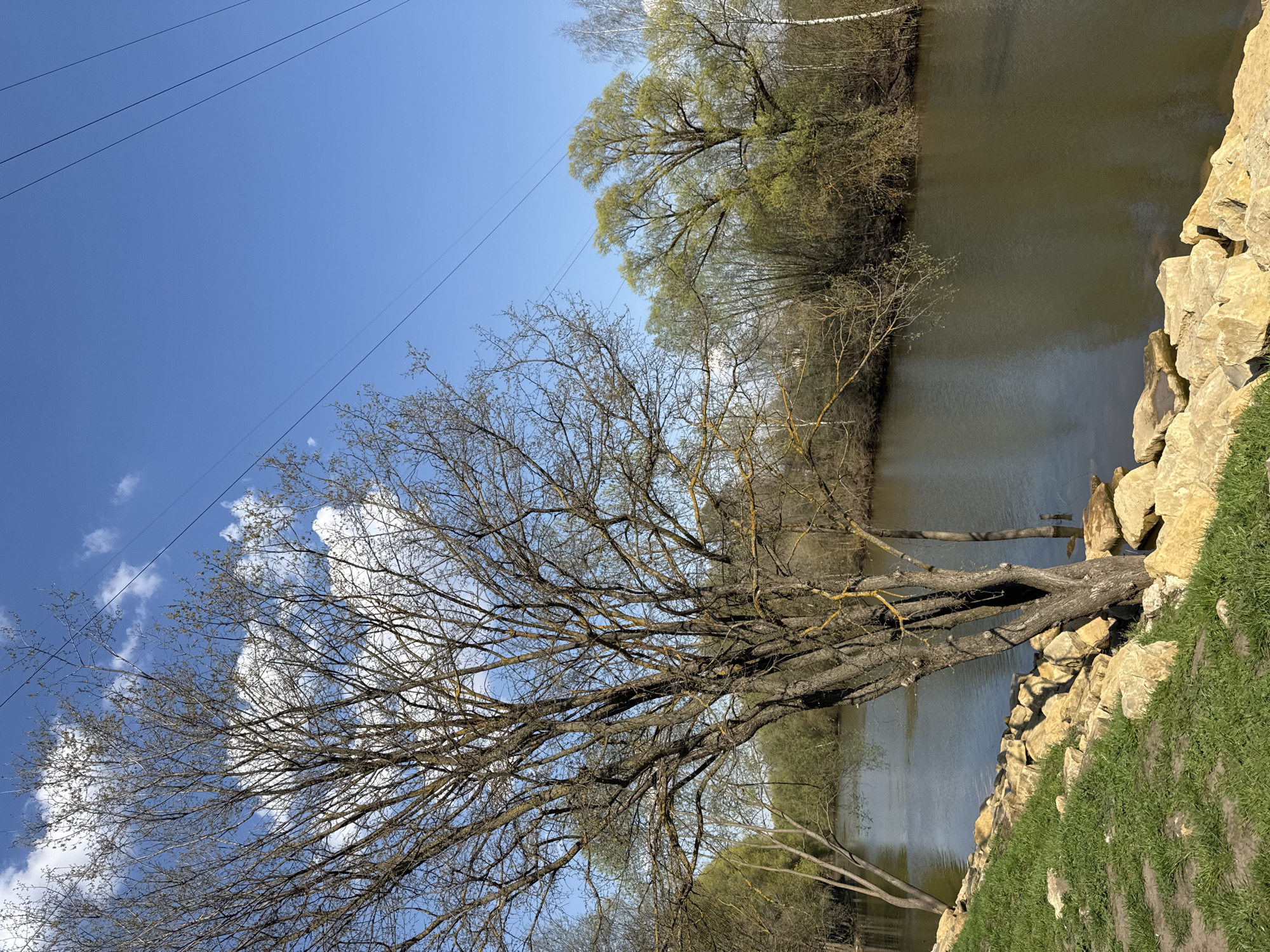 The image shows a waterside landscape with a body of water, possibly a lake or river, bordered by a rocky shoreline on one side and trees lining the opposite bank. A large, bare tree with many branches is prominent in the foreground. Some branches extend towards the water. In the background, the sky is blue with scattered clouds, and power lines are visible in the upper left corner. A grassy slope rises from the rocky shoreline. The location is likely Kazan, Russia.