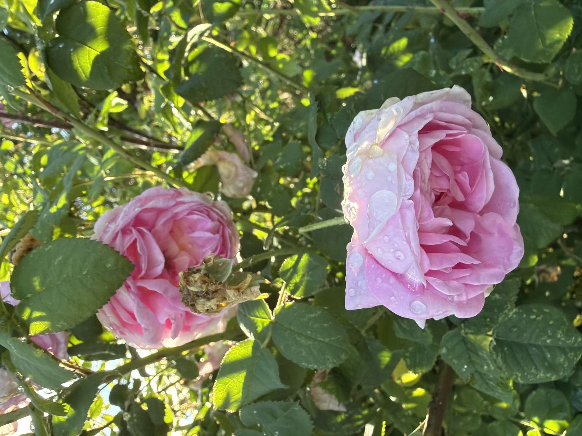 Two pink roses are in bloom on a rose bush. The rose in the foreground is in sharp focus, while the rose in the background is slightly out of focus. Both roses have many petals and are a soft pink color. There are water droplets on the petals of the foreground rose, indicating it may have rained recently. The leaves of the rose bush are green and appear healthy. The background is out of focus and shows more of the rose bush and its branches, with sunlight filtering through the leaves, creating bright spots. There are no people or other animals visible in the image. The scene appears to be in a garden or park.