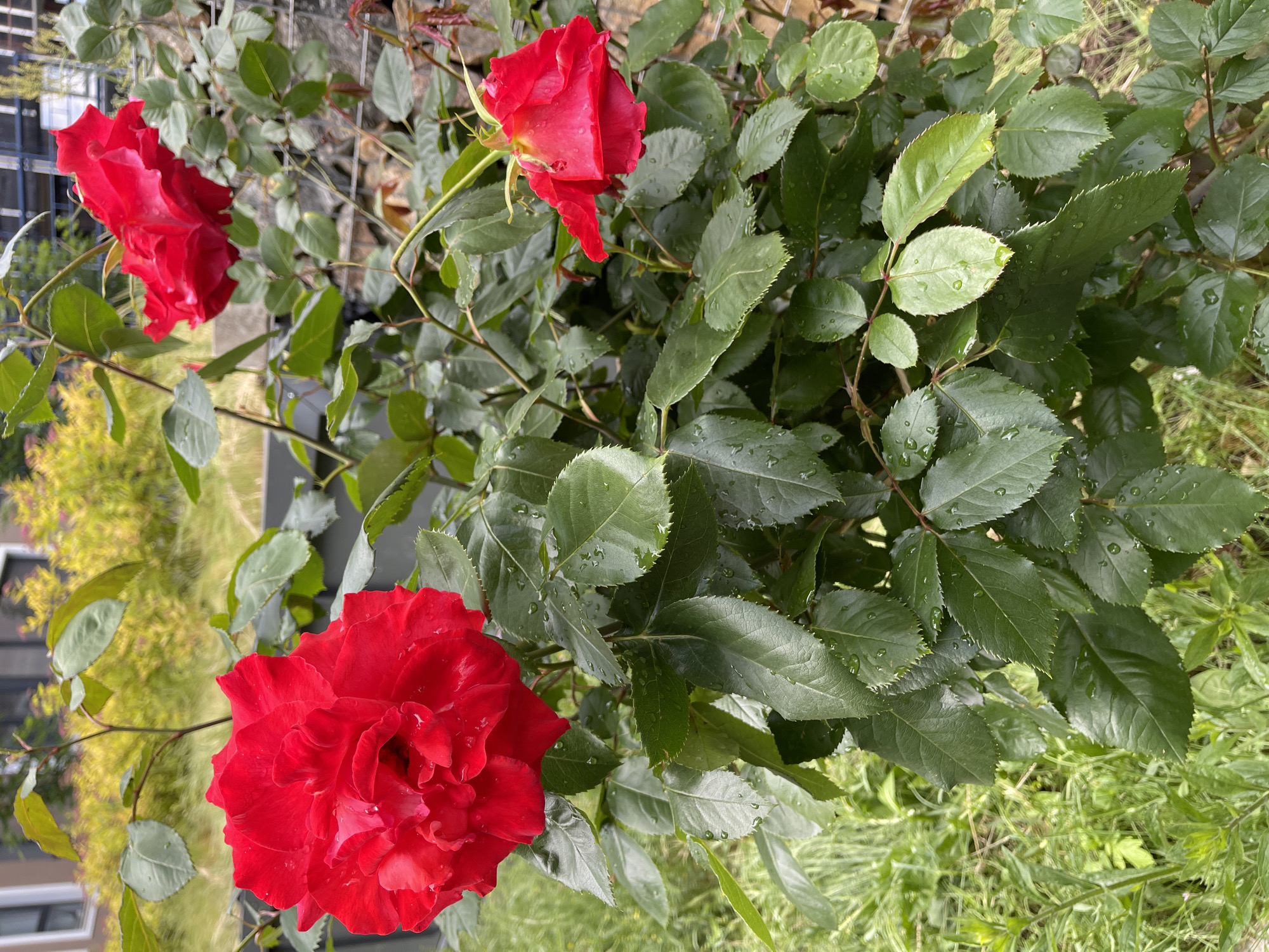This media file captures a close-up, top-down view of a vibrant red rose bush, likely located in Sofia, Bulgaria. The primary subjects are three striking red roses at different stages of bloom, interspersed among a dense arrangement of dark green leaves.
The most prominent rose, fully open and rich in deep red petals, is positioned in the lower left quadrant. Another rose, partially open and showing more of its layered petals, is located in the upper middle section. A third rose, appearing as a bud or just beginning to unfurl, is visible towards the upper left.
Numerous dark green rose leaves dominate the image, filling the spaces around the flowers. Many of these leaves have distinct serrated edges. A notable detail is the presence of small water droplets clinging to the surfaces of both the rose petals and the leaves, suggesting recent rain or dew. This detail adds a sense of freshness and moisture to the scene.
The background is softly blurred, showing glimpses of other light green vegetation, possibly grass or other plants, in the lower right. In the upper left background, indistinct shapes that appear to be part of a building with windows are visible, hinting at an urban or residential setting. The overall impression is one of natural beauty and freshness after precipitation.
There is no discernible activity taking place, as it is a static image of flora. No visible text appears in the frame. The color palette is dominated by the contrasting deep reds of the roses and the various shades of green from the foliage.