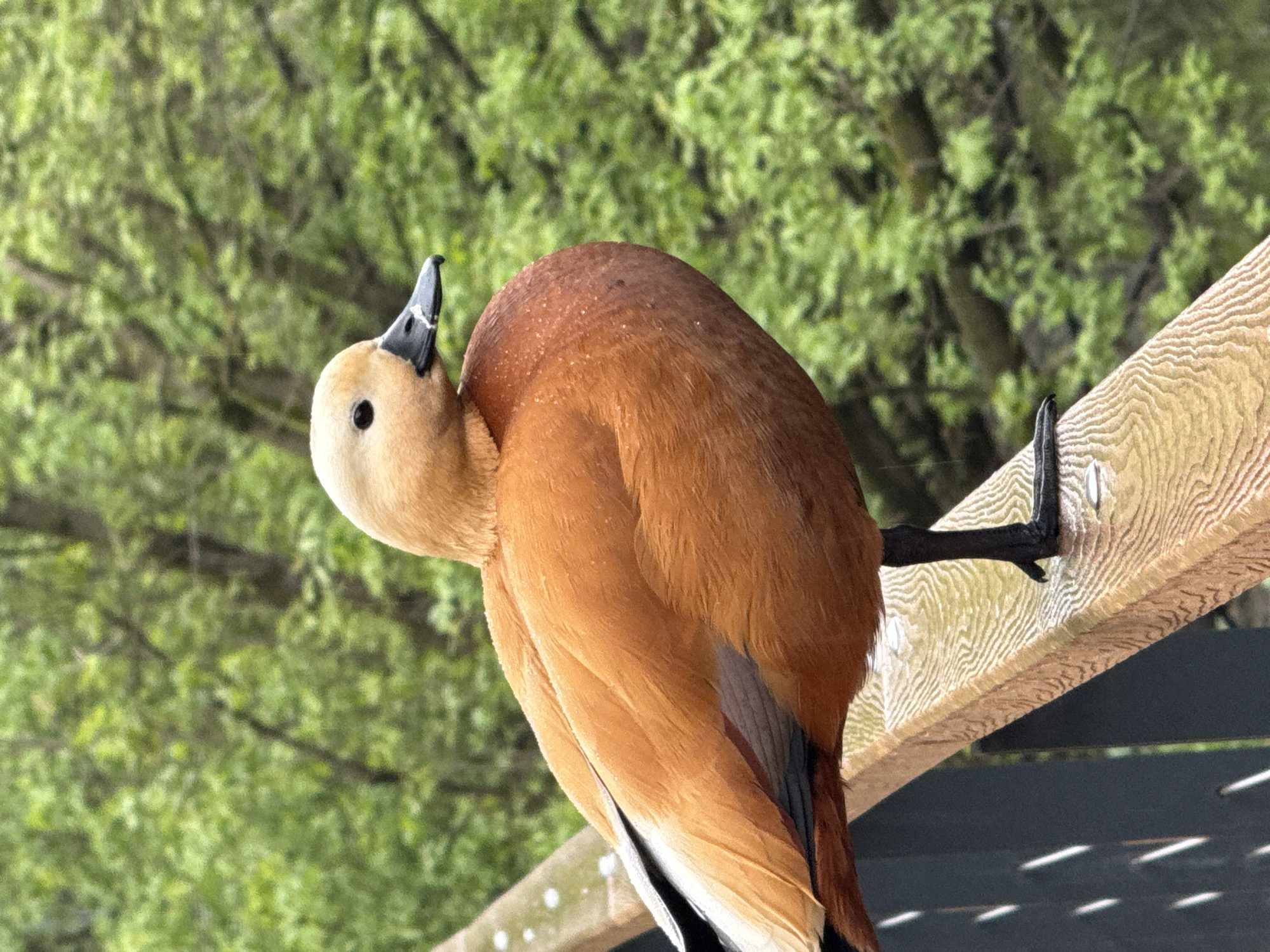 A Ruddy Shelduck is perched on a wooden structure in what appears to be a park or garden setting. The bird has reddish-brown body plumage, a pale buff-colored head, and black beak and feet. It seems to be preening or scratching its back with its beak. The background consists of green trees, suggesting an outdoor location. The scene is located in Moscow, Russia. The wooden structure could be a fence, a railing, or part of an architectural feature in the park.
