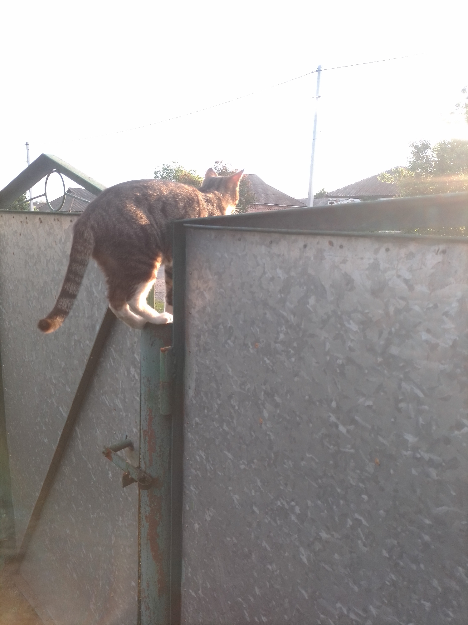 A tabby cat is depicted in Ustyvytsia, Ukraine, balanced atop a galvanized metal gate. The cat, exhibiting brown and grey striped fur with a distinctly striped tail curling downwards, has its hind legs on the near side of the gate's upper edge and its front body extending over the far side, facing right and slightly away from the camera. The gate is constructed from patterned, reflective galvanized metal panels. A weathered, dark green/teal metal gate post, showing rust and flaking paint, is visible centrally, with a rusted latch mechanism attached. A diagonal metal support beam is present on the left section of the gate. The scene is heavily backlit by a low sun, producing significant lens flare on the right side of the frame and illuminating the cat's fur with a warm glow. The sky in the background is overexposed to white, but discernible elements include residential buildings with sloped roofs, a tall utility pole with overhead lines, and intermittent green foliage from trees or bushes.