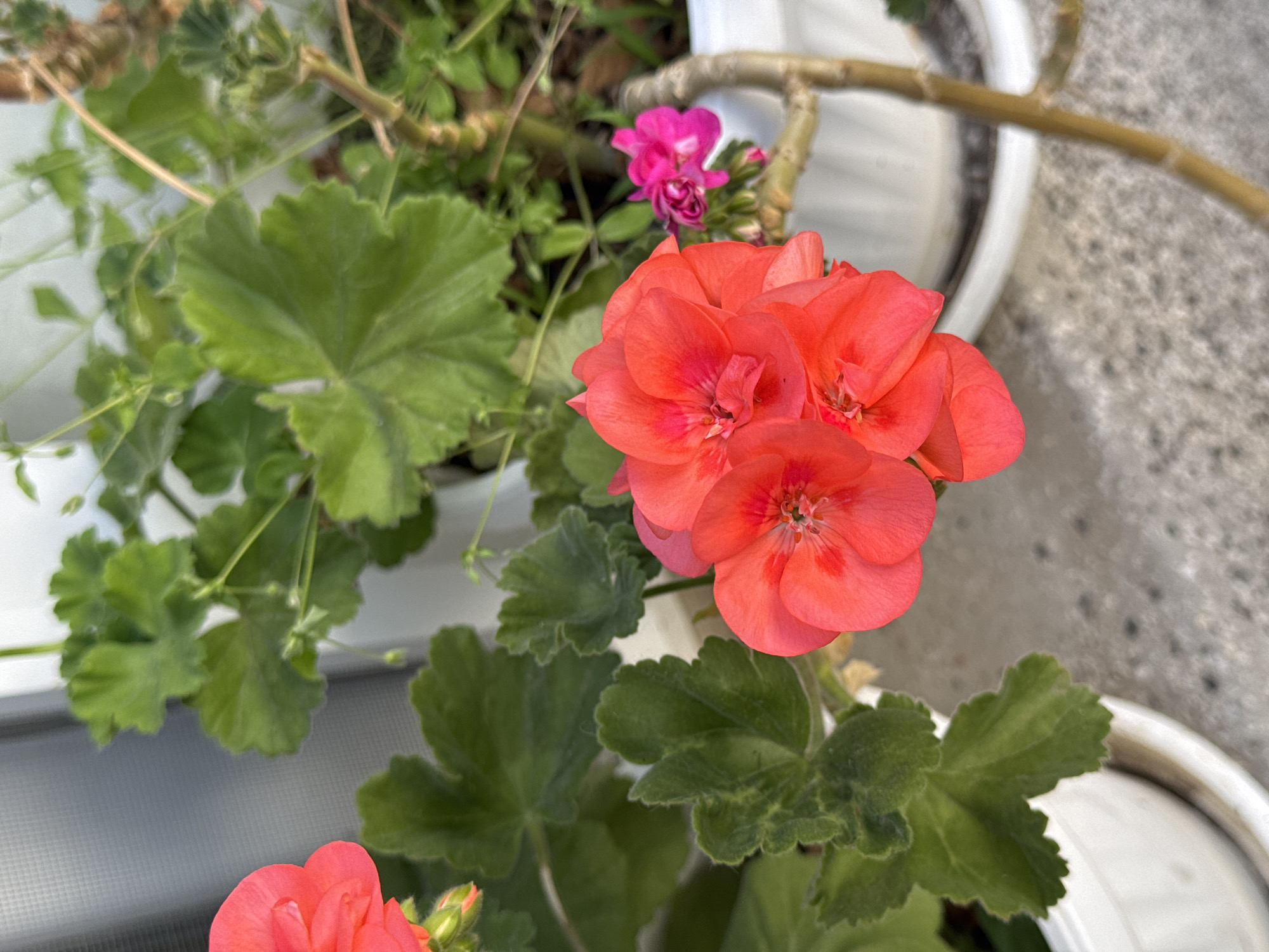A close-up shot captures a potted geranium plant in full bloom. The geranium boasts clusters of vibrant coral-colored flowers with darker red centers. The plant's leaves are a deep green, with a slightly crinkled texture. A small pink flower stands amongst the leaves in the background. The geranium is planted in a white plastic pot. The pot sits on a concrete surface, suggesting an outdoor location.