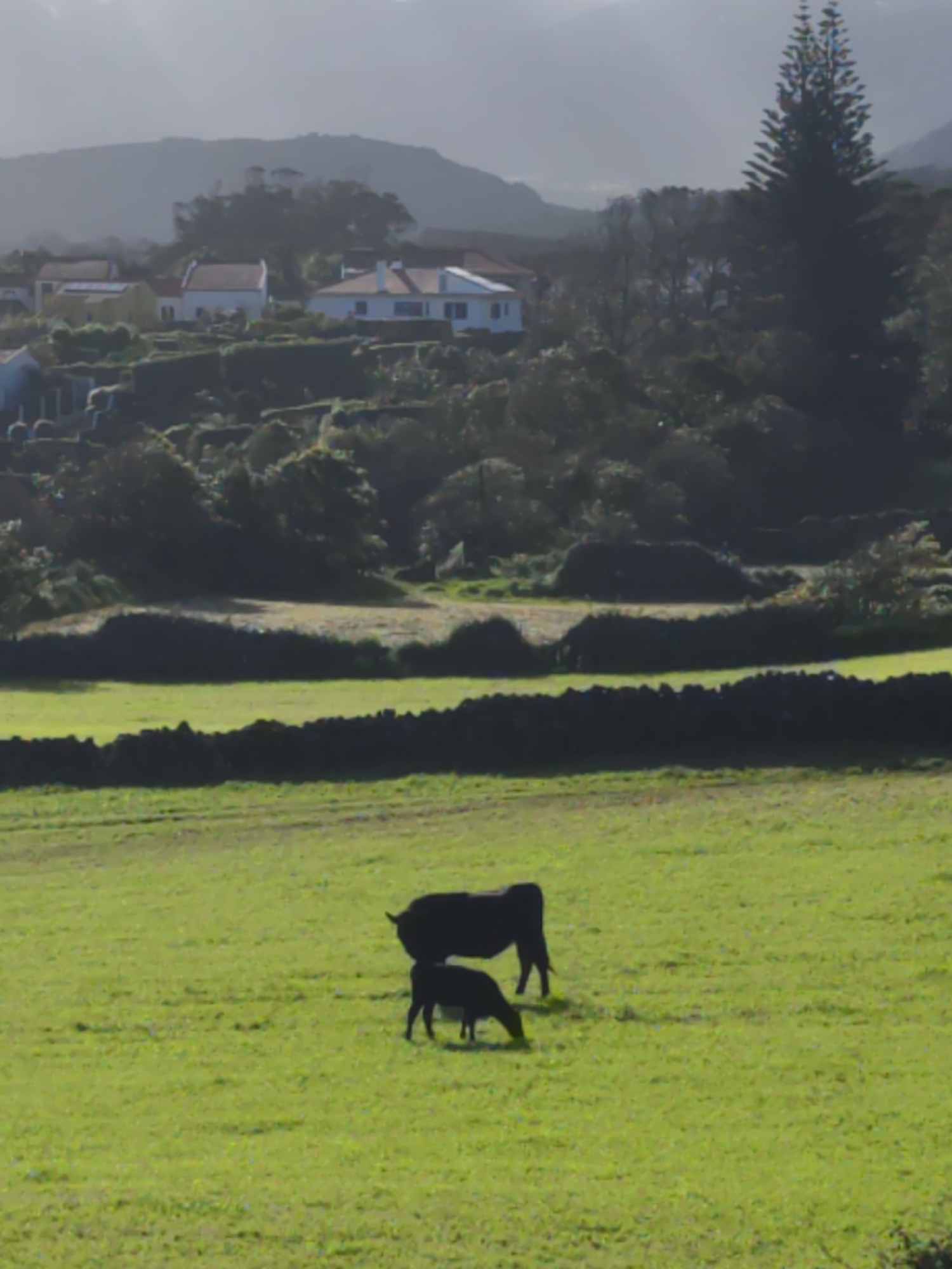 The image depicts a rural scene in Ribeira Grande, Portugal. In the foreground, a green field contains a black cow and a smaller calf, presumably nursing. Behind them are two low stone walls running horizontally across the middle ground. Beyond the walls is a landscape of lush green vegetation interspersed with trees and several houses with white walls and red-tiled roofs, situated on a hillside. A tall evergreen tree stands prominently to the right. The background is marked by distant hills partially obscured by haze. The lighting suggests a bright, overcast day.