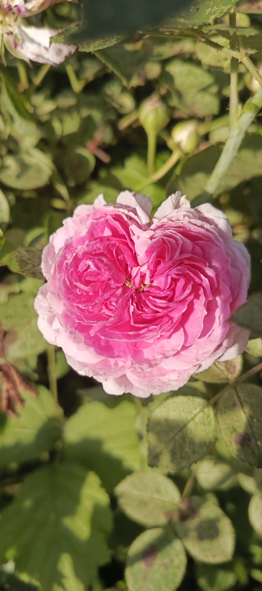 A close-up, vertical shot shows a fully bloomed pink rose with delicate white-edged petals, set against a blurred backdrop of green leaves and rose buds. The rose is in the center of the frame, its intricate layers of petals tightly spiraled towards the center, revealing hints of golden stamens. The lighting suggests it is daytime, with shadows casting across some of the leaves, indicating a bright, possibly sunny day. The surrounding foliage appears lush and healthy, with some leaves showing subtle signs of discoloration or spots, hinting at the natural environment of a garden or park. Several small, pale green rose buds are visible in the background, suggesting the presence of a rose bush or garden. The overall scene conveys a sense of natural beauty and the serene atmosphere of a garden in bloom. No text is visible in the image.