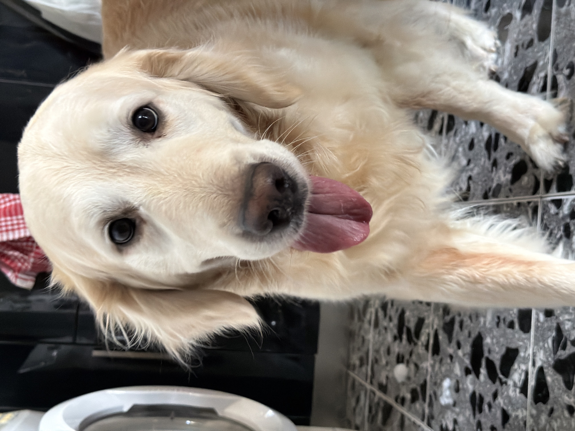 A light-colored Golden Retriever dog is prominently featured, looking directly at the camera with an alert and curious expression. The dog has soft, cream-colored fur, bright dark eyes with visible reflections, a wet black nose, and its pink tongue is extended from its mouth. Its head is tilted slightly. The dog appears to be lying down or lounging on a dark grey and black speckled tiled floor.
In the background, dark, possibly kitchen cabinets or furniture, are visible. A red and white checkered cloth or towel can be seen near the dog's head on the left side of the frame. Part of a white or silver object, possibly a bowl or lid, is visible in the bottom-left foreground, and a grid-like structure is faintly discernible on the floor to the bottom right. The overall impression is of a friendly and content pet in an indoor setting. The lighting is clear, suggesting daytime. There is no visible text in the image.