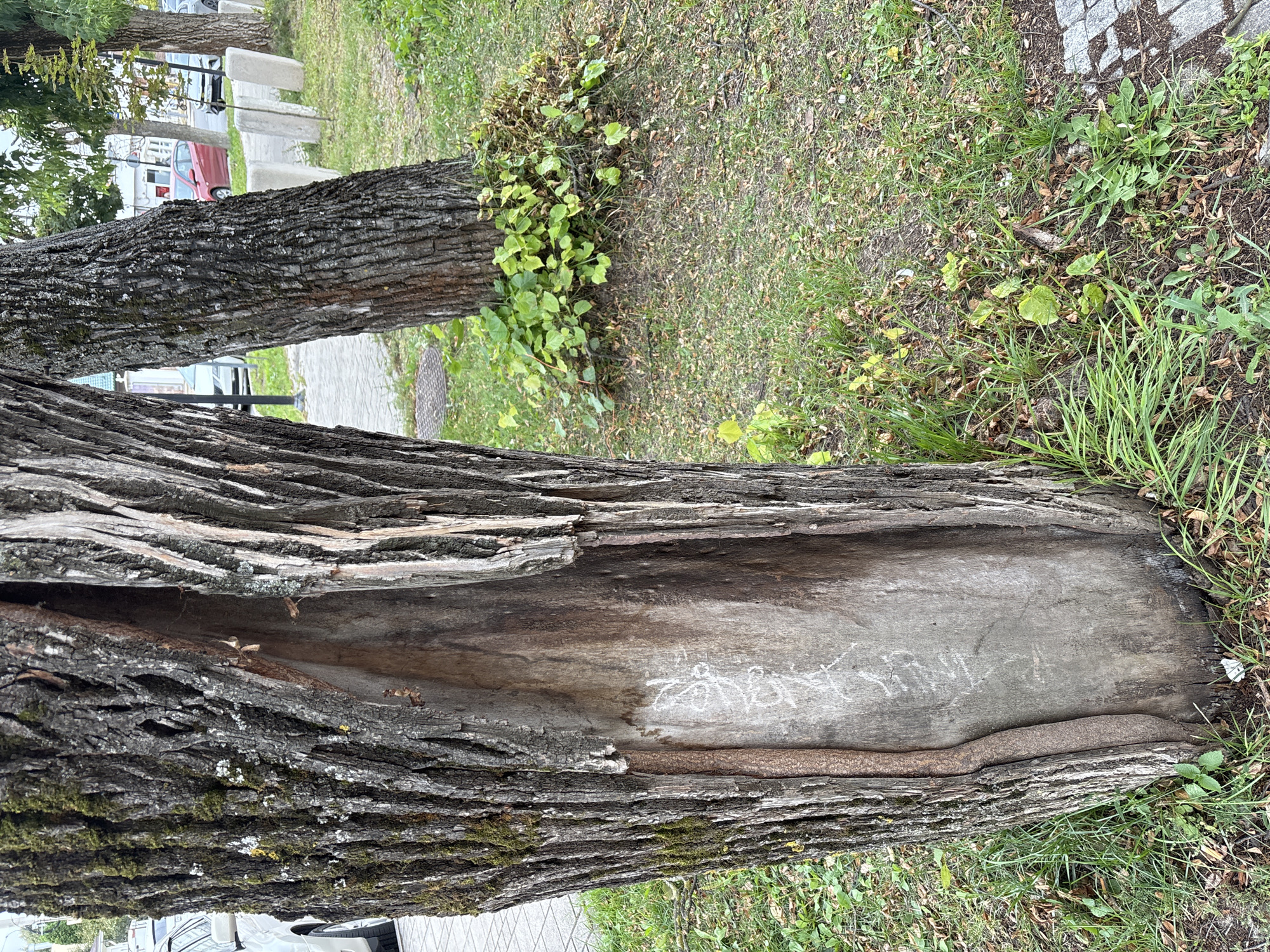 The image shows a close-up of a damaged tree trunk in an urban environment. The trunk has a large, hollowed-out section with rough, exposed wood. There are some white markings, possibly graffiti, on the inner surface of the hollow. The tree bark is textured and appears to be partially covered in moss. In the background, another tree trunk is visible, as well as a paved sidewalk, a patch of grass, and some vegetation growing at the base of the trees. A red car and other urban elements, such as lampposts and buildings, are faintly visible in the distance. The overall scene suggests an outdoor public space, likely a park or a street lined with trees. No people are visible in the image. The location is stated to be Zvenigorod, Russia, implying this is an outdoor scene within that city.