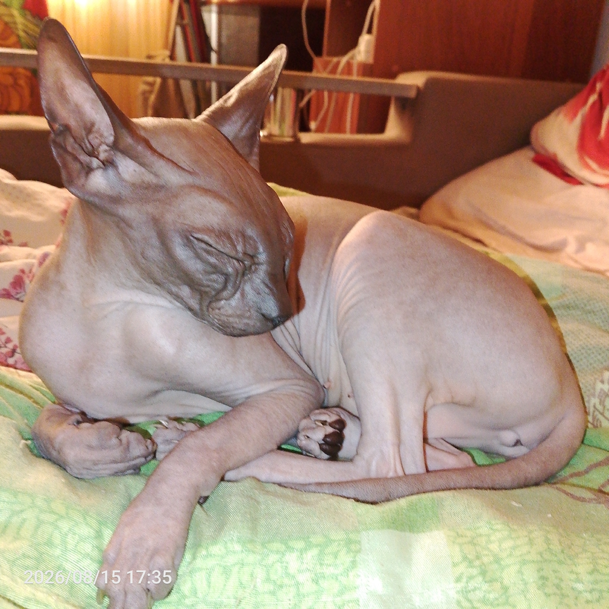An adult Sphynx cat is curled up asleep on a bed. The cat is facing left with its eyes closed and its head resting on its front paws. The cat's skin is wrinkled and has a light brown color. The bed is covered with a green patterned sheet and a white floral patterned blanket. In the background, a wooden headboard is visible, along with a blurry image of a shelf with books and a wall with a patterned wallpaper. The lighting in the room is warm and appears to be coming from a lamp. The image has a timestamp in the lower left corner reading "2026/08/15 17:35".