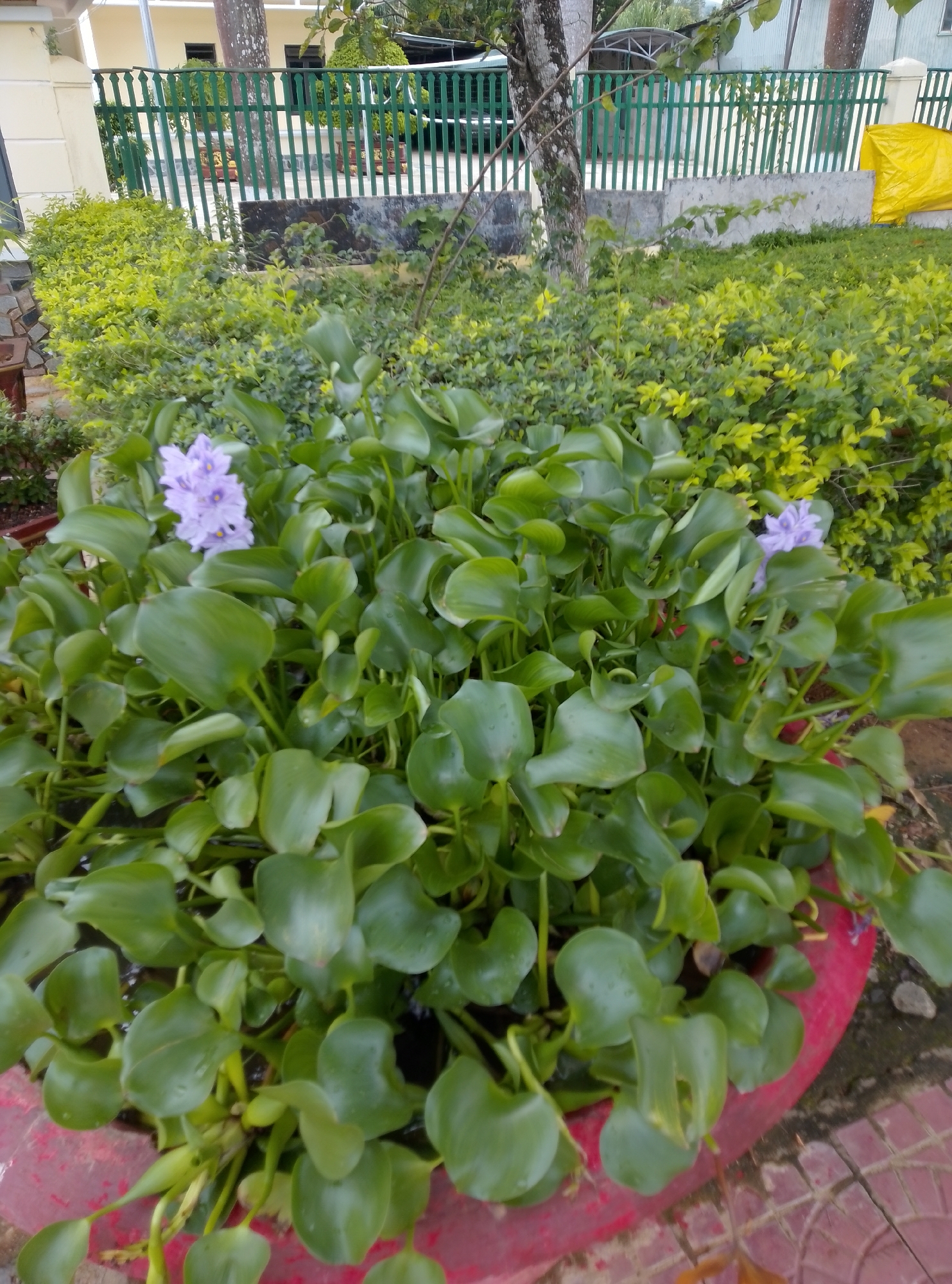 The central focus of the image is a large cluster of vibrant green water hyacinths (Eichhornia crassipes) contained within a prominent reddish pot or planter. The plant displays numerous glossy, rounded, paddle-shaped leaves, and two distinct groups of delicate light purple flowers are in bloom, one clearly visible on the upper left and another partially visible on the right side of the plant. The pot is situated on a paved surface, with reddish-brown tiles visible in the foreground.
Behind the potted plants, a dense array of green foliage creates a lush background, featuring both brighter, almost lime-green bushes and darker green shrubs. Further back, a dark green metal fence with vertical bars stretches horizontally across the mid-ground, acting as a boundary. Beyond the fence, a building with light yellow walls and dark windows is partially visible on the left. On the right side, a bright yellow tarp or cover is present behind a concrete wall that runs along the base of the fence. Several tree trunks with brown bark can also be seen rising from behind the fence and surrounding foliage.
The scene depicts an outdoor garden or a landscaped area, likely part of a residential or public space in Bờ Y, Vietnam. The natural light suggests it is daytime, possibly a bright morning or afternoon, with no harsh shadows indicating an overcast sky or diffused light. There are no people visible in the image, nor is any specific activity taking place. No discernible text appears anywhere within the frame.