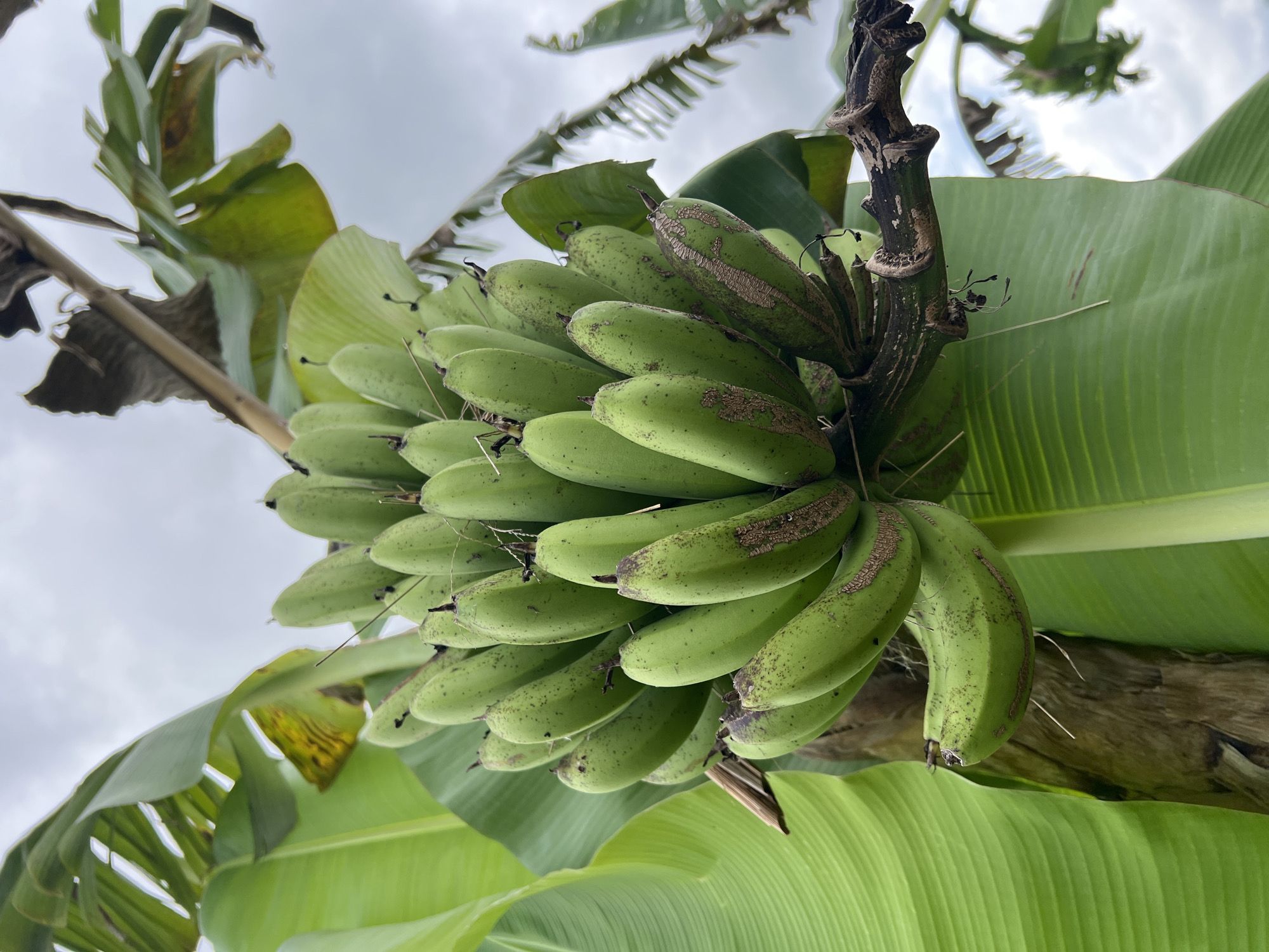 A low-angle shot depicts a bunch of green bananas hanging from a tree in Ubud District, Indonesia. The bananas, unripe and speckled with brown spots, are surrounded by large, vibrant green leaves. The tree trunk is visible, and the sky is overcast.