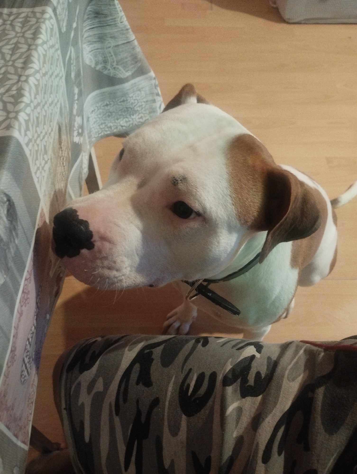 An indoor scene in Meneou, Cyprus, captured from an elevated perspective, displays a white and brown pit bull-type dog looking upwards and to the viewer's left. The dog's coat is predominantly white with distinct brown markings on its head, ears, and back. It possesses a black nose and dark eyes, and wears a dark-colored collar around its neck. The animal is positioned on a light brown wooden floor. To the left, a grey tablecloth with a white floral or geometric pattern is partially visible. In the lower right foreground, a portion of a person's leg is present, clothed in grey, black, and white camouflage-patterned fabric.