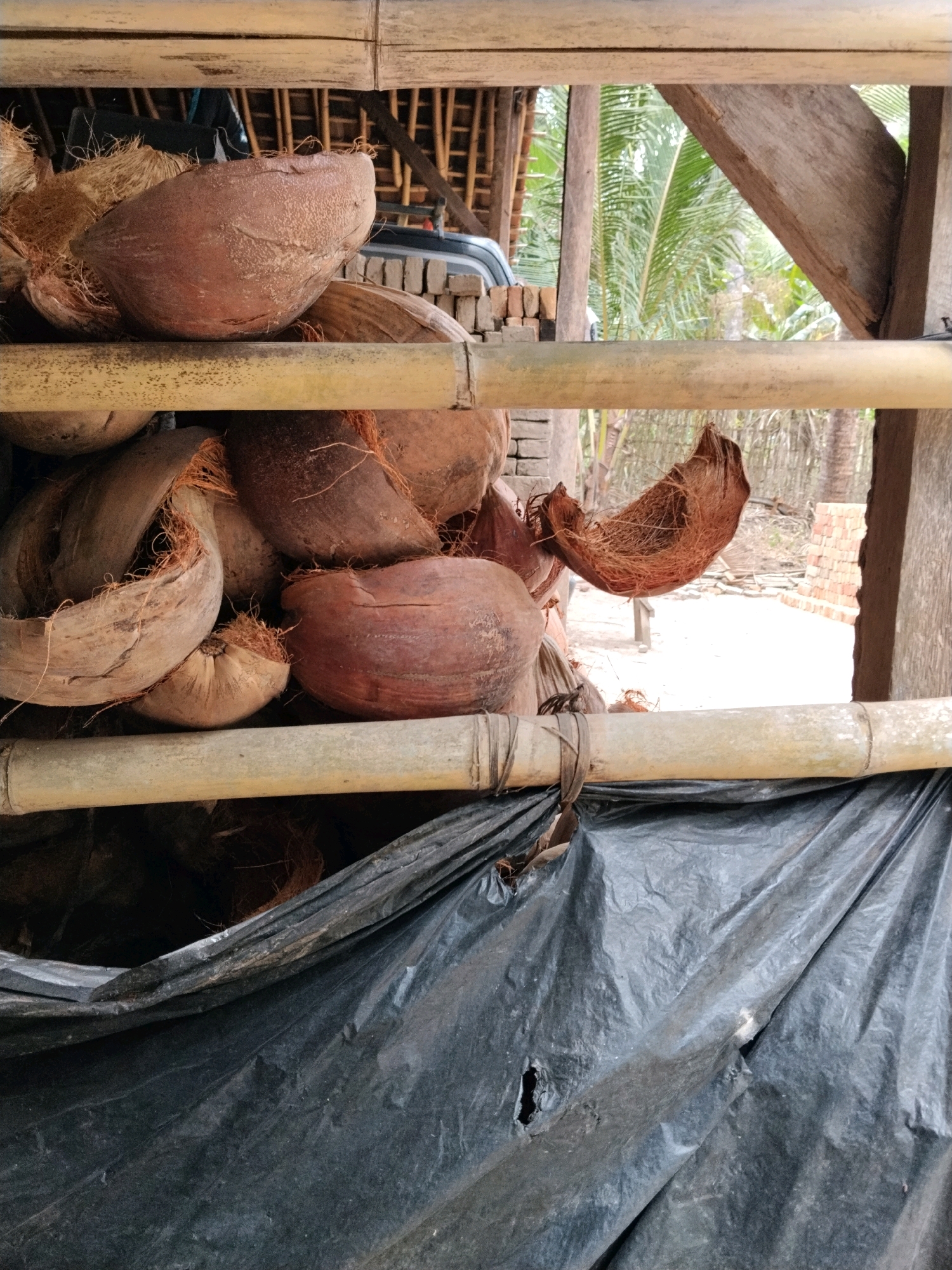 In Korleko Selatan, Indonesia, a collection of halved coconuts and their husks are stored on bamboo shelving. The coconuts are brown and fibrous, with some showing remnants of their outer hairy layer. The shelves are constructed from roughly cut bamboo poles. A black plastic tarp is draped below the lower shelf, obscuring the ground. In the background, glimpses of palm trees and a wooden structure are visible through the shelving, suggesting an outdoor or semi-outdoor setting, possibly a storage area for agricultural produce.