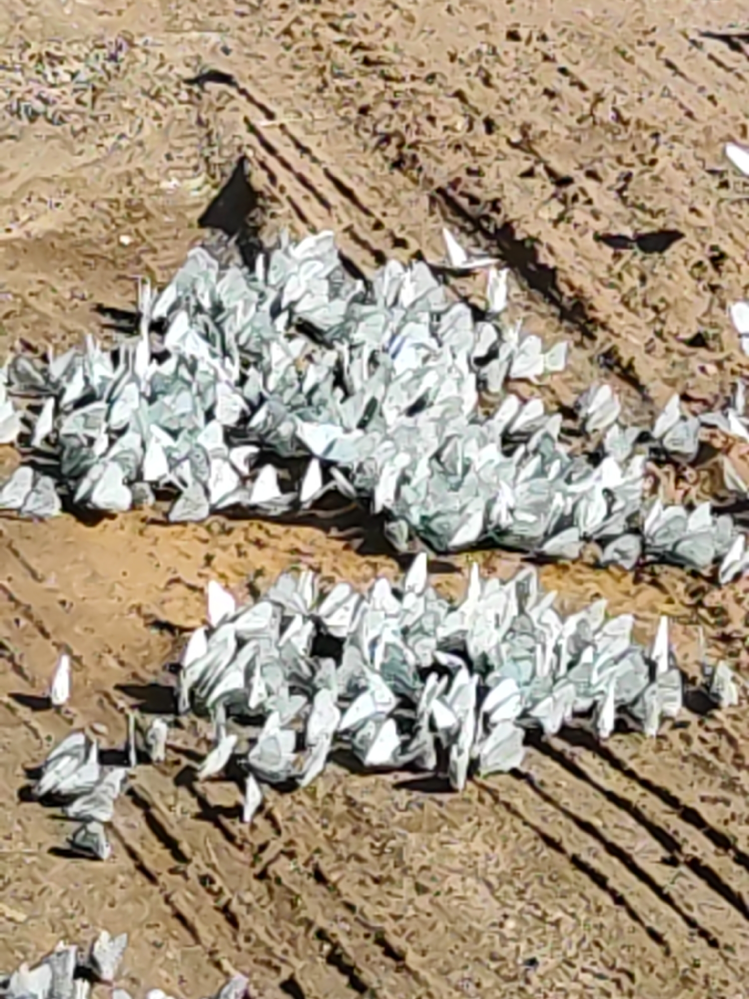 Two clusters of white butterflies rest on a light brown dirt surface. Several tire tracks run across the surface from the lower left to upper right. The location is Opary, Russia.