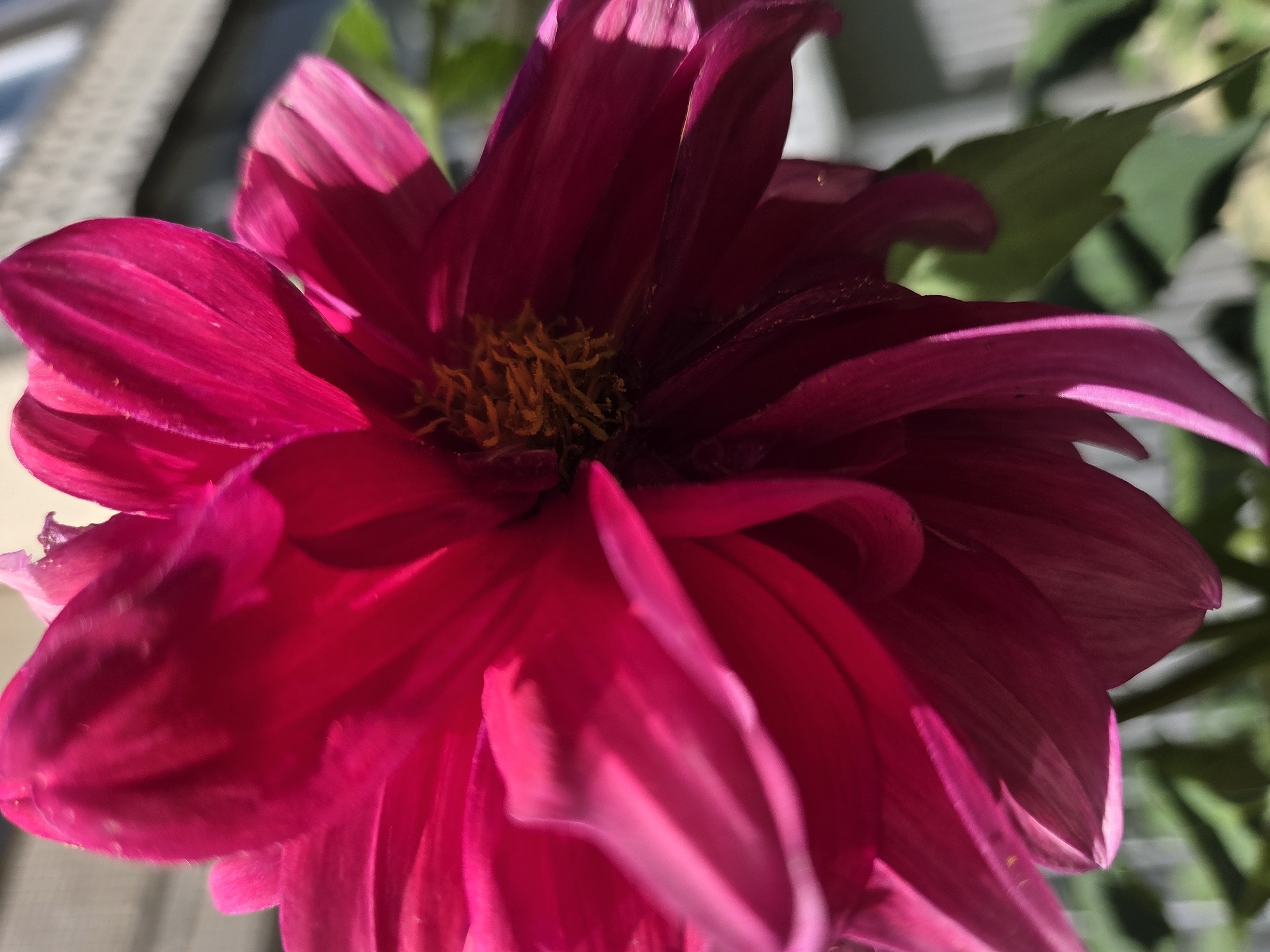 A close-up, low-angle shot captures a vibrant pink dahlia flower in bloom. The flower is positioned centrally, with its petals unfurling in a swirl. The delicate texture of the petals is visible, with some catching the sunlight, creating highlights and shadows. The center of the flower reveals a cluster of yellow stamens. The background is softly blurred, showing hints of green foliage and a light-colored, possibly building, structure. The lighting suggests it is daytime, likely outdoors. There are no people or animals visible in the image. The location of Ulyanovsk, Russia is not discernible from the visual information provided in the image.