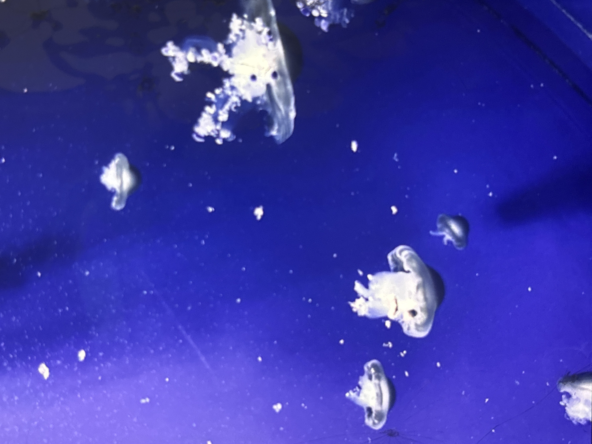The image shows a group of jellyfish swimming in a blue, aquatic environment. The jellyfish are translucent and appear to be glowing. There are several smaller specks in the water that could be debris or plankton. The image is taken from an underwater perspective. The location in the city of Orihuela, Spain is not identifiable from the visual information provided in the image.